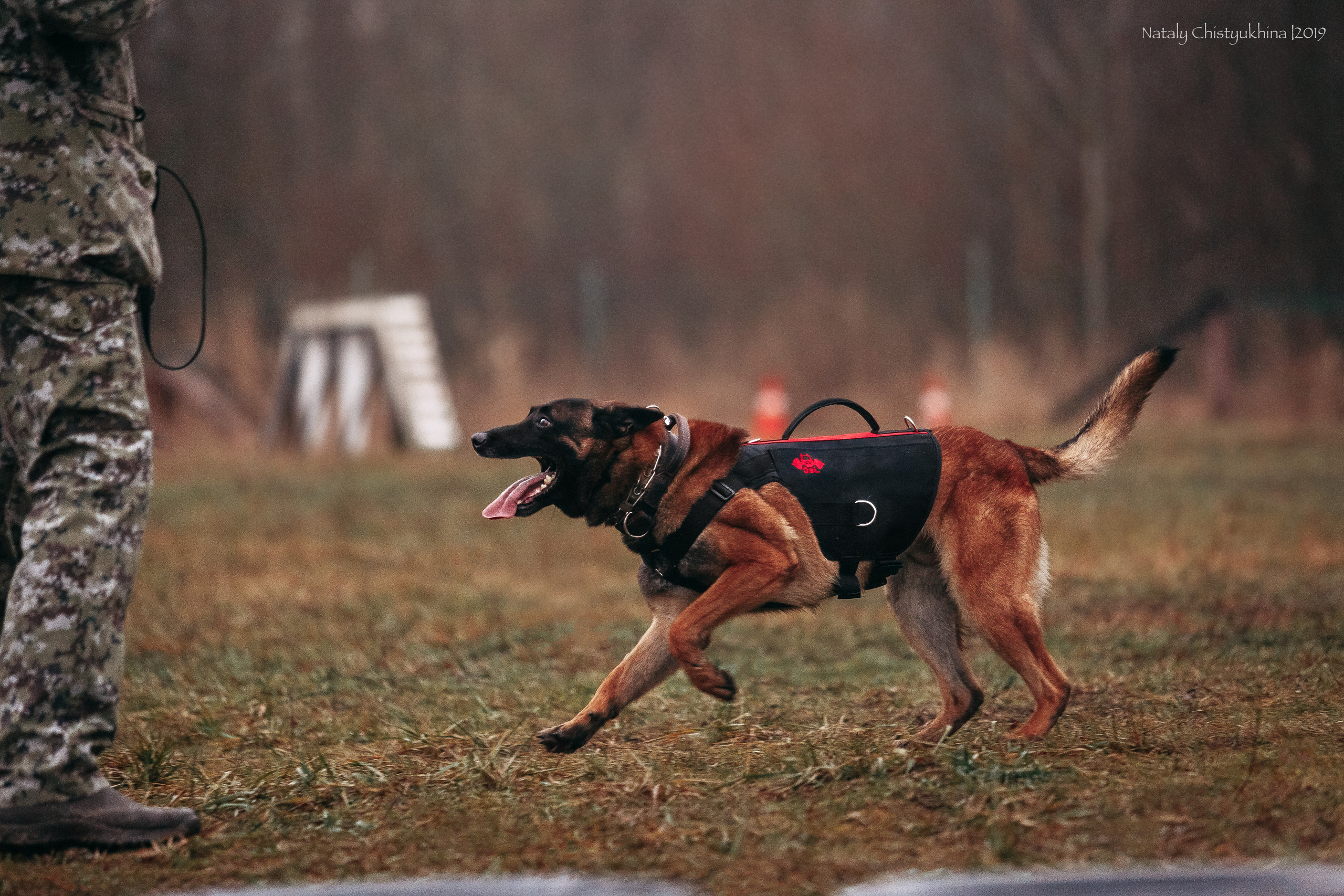 Семинары по мондио. Фотограф-анималист Наталия Чистюхина в г. Сосновый Бор и ЛО