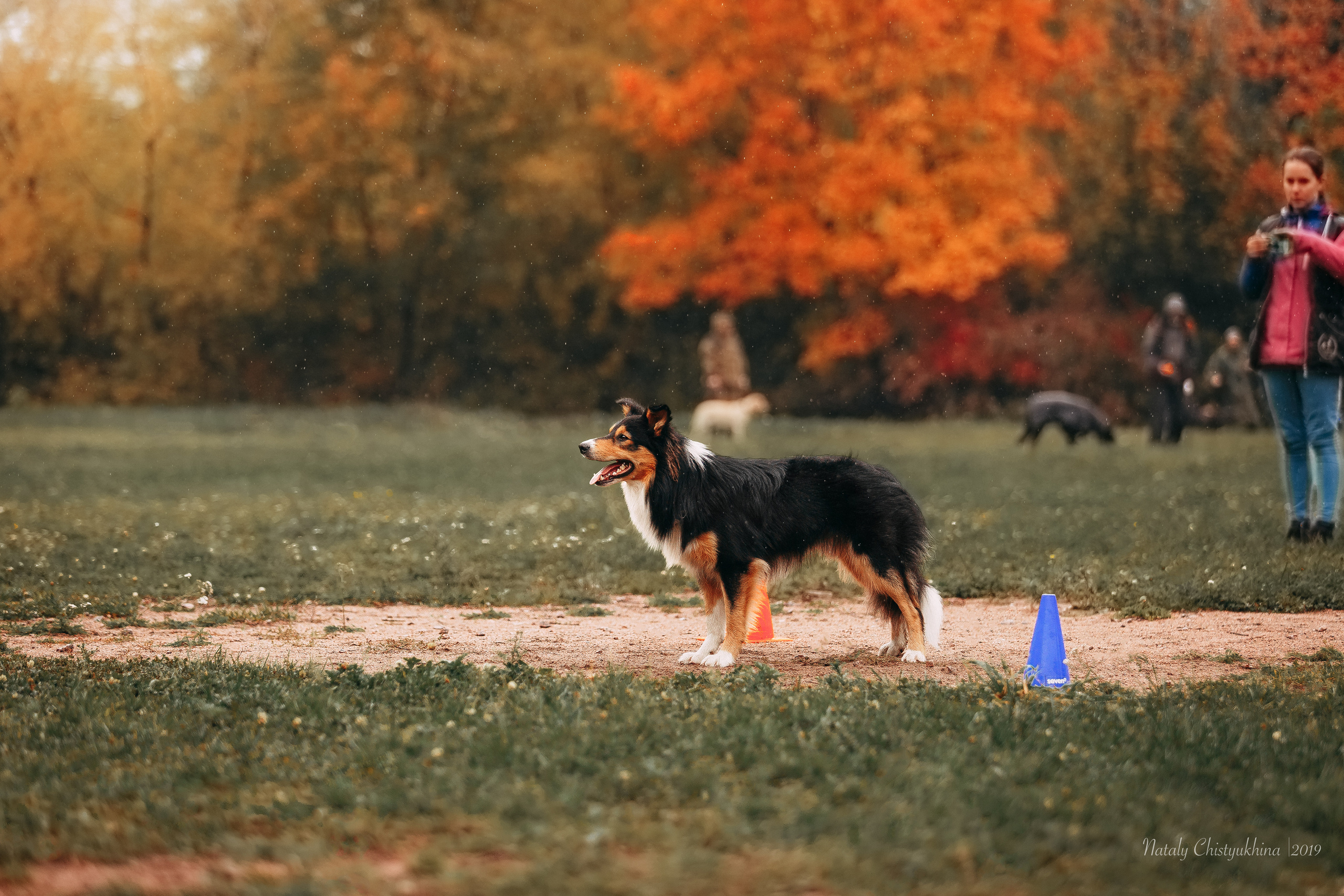 Соревнования «Петровская осень». Фотограф-анималист Наталия Чистюхина в г. Сосновый Бор и ЛО