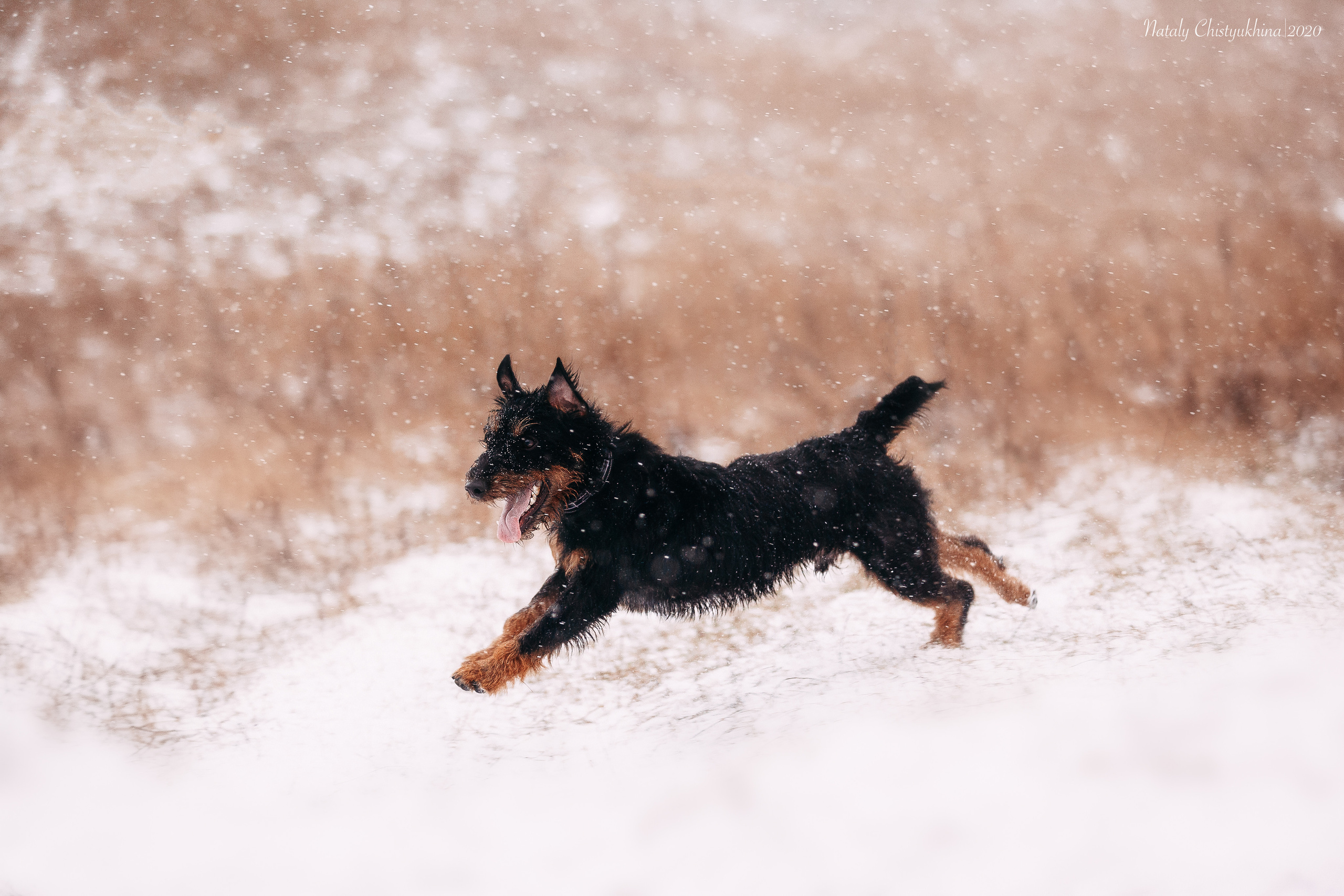Курсинг. Колтуши. Фотограф-анималист Наталия Чистюхина в г. Сосновый Бор и ЛО