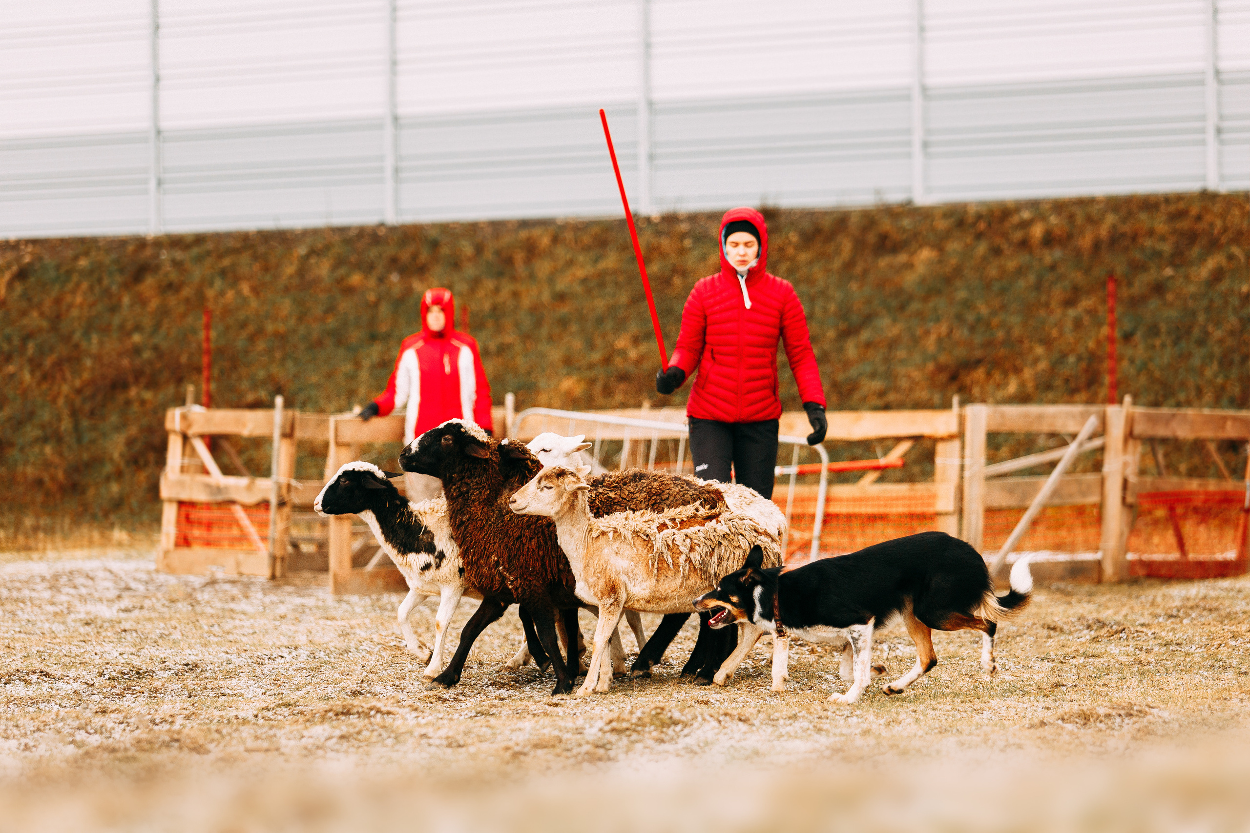 Пастьба овец. Фотограф-анималист Наталия Чистюхина в г. Сосновый Бор и ЛО