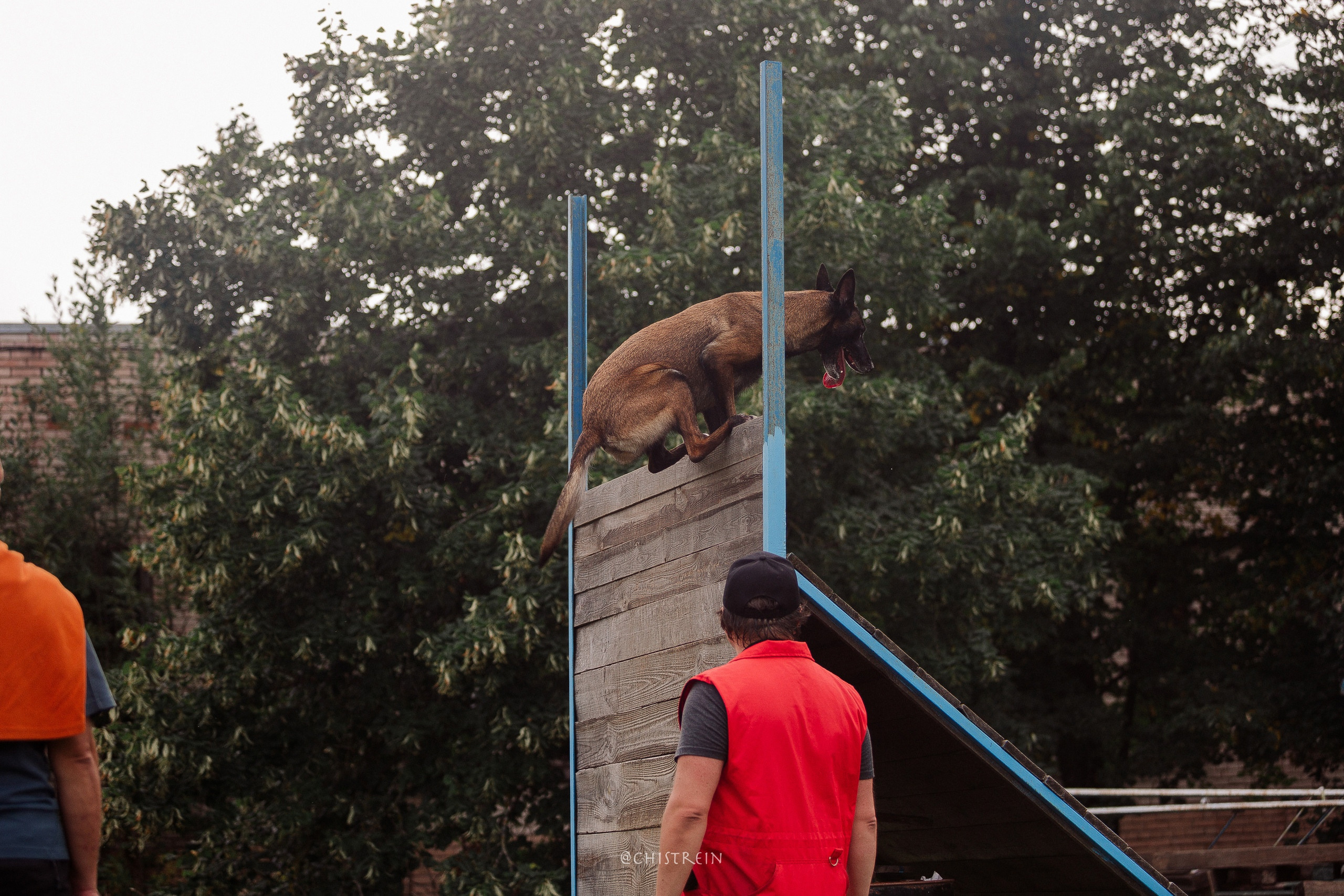 Семинары по мондио. Фотограф-анималист Наталия Чистюхина в г. Сосновый Бор и ЛО
