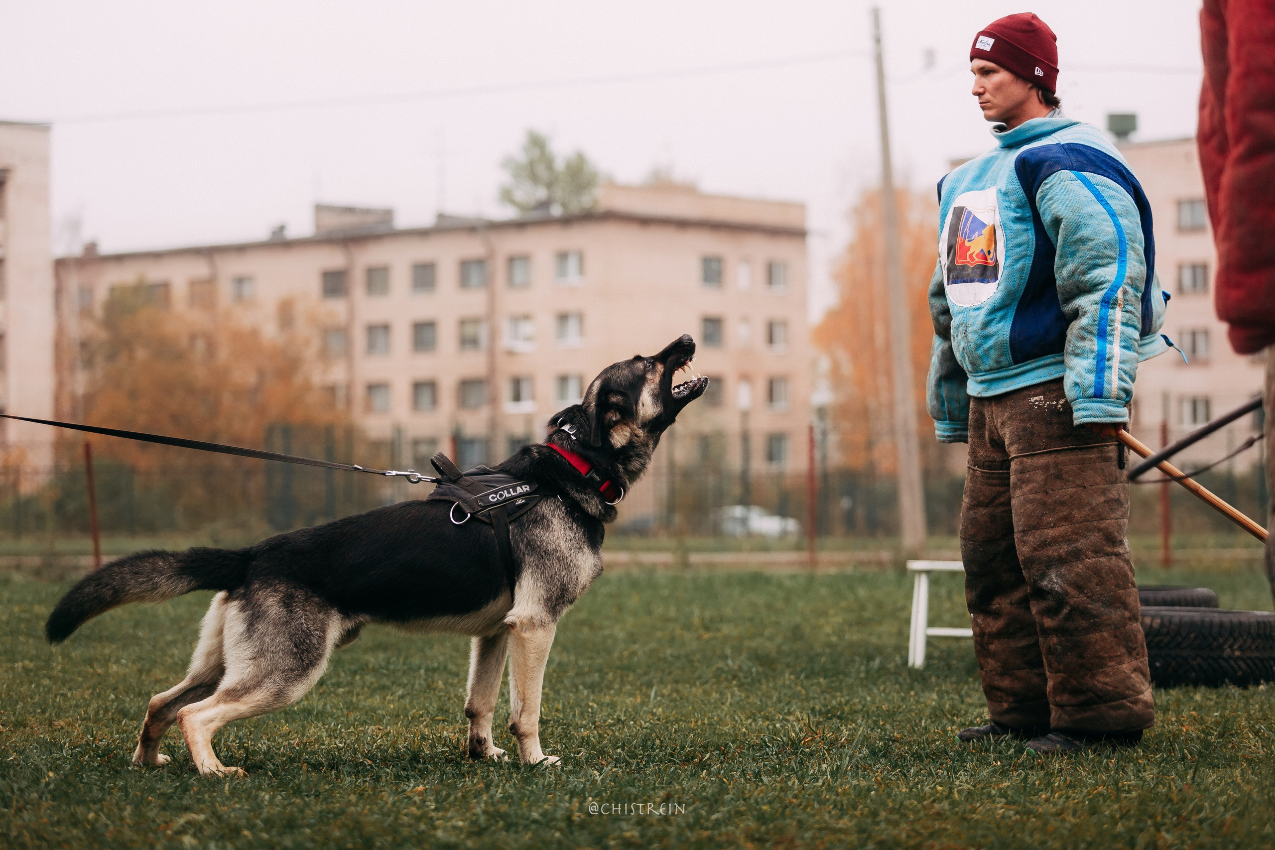 Большой Русский Ринг. Фотограф-анималист Наталия Чистюхина в г. Сосновый Бор и ЛО