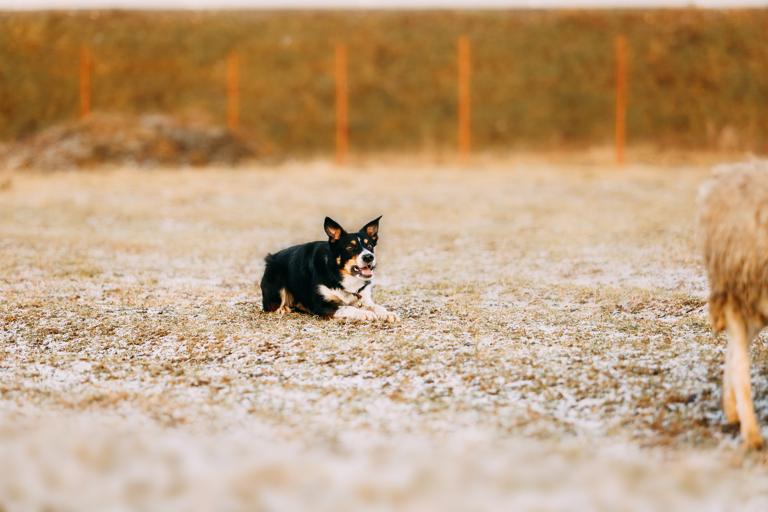 Пастьба овец. Фотограф-анималист Наталия Чистюхина в г. Сосновый Бор и ЛО