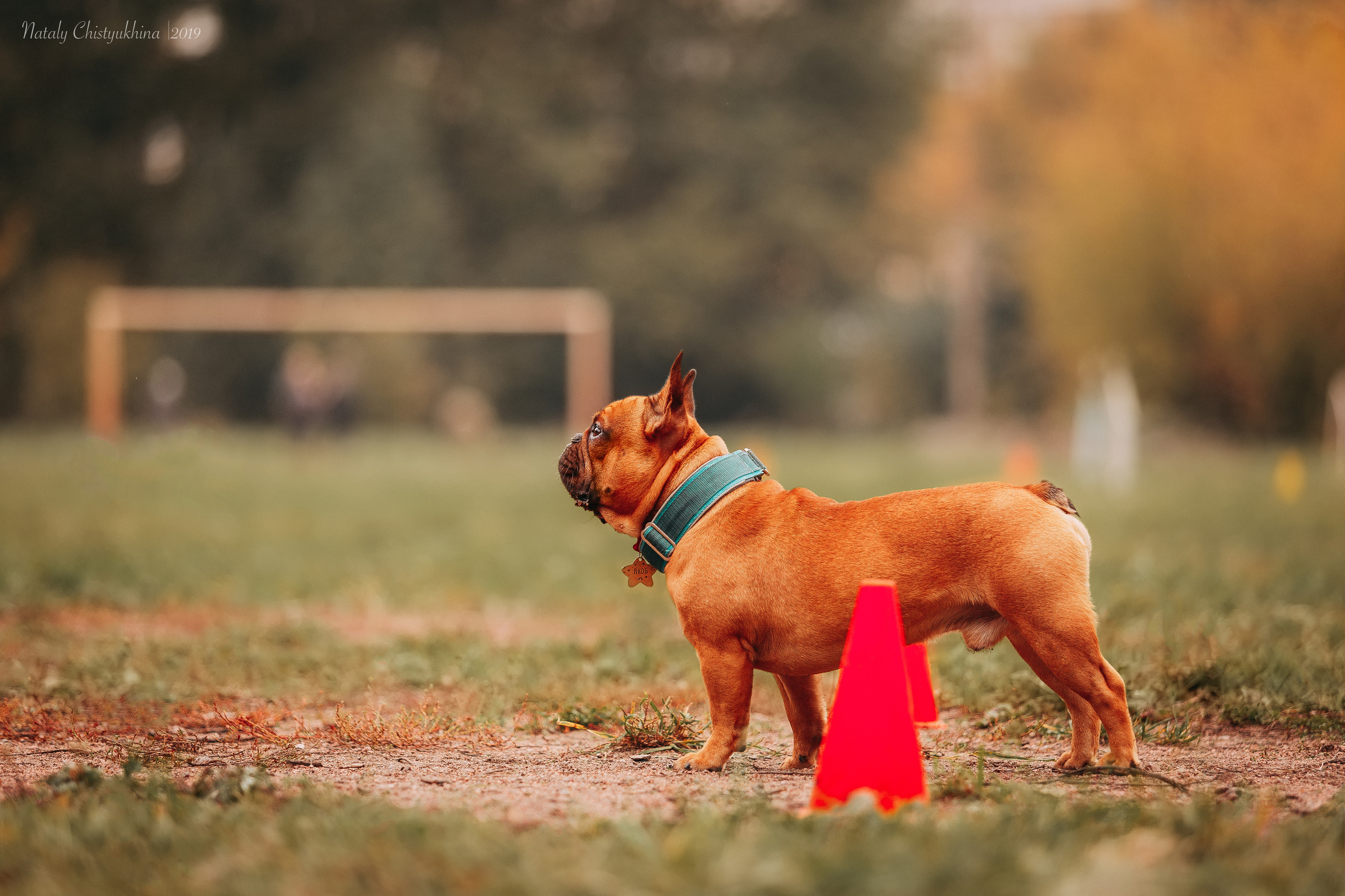 Соревнования «Петровская осень». Фотограф-анималист Наталия Чистюхина в г. Сосновый Бор и ЛО