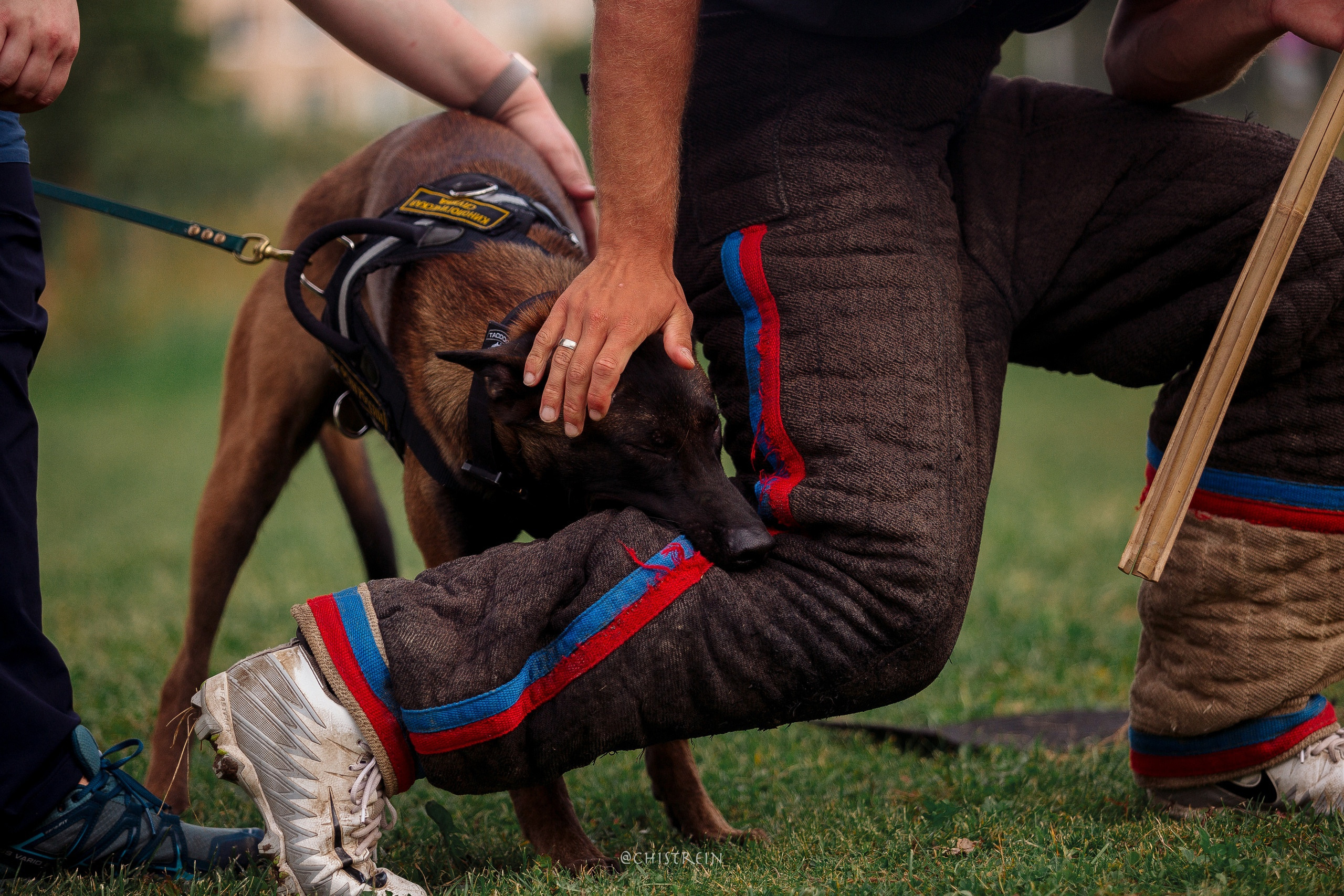 Семинары по мондио. Фотограф-анималист Наталия Чистюхина в г. Сосновый Бор и ЛО