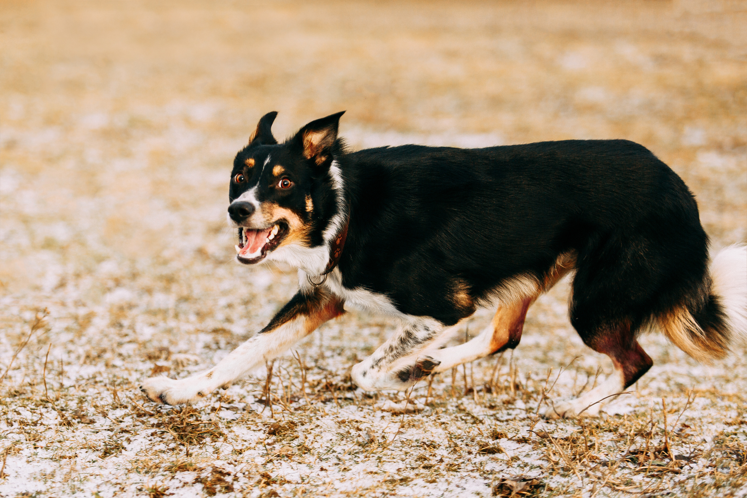 Пастьба овец. Фотограф-анималист Наталия Чистюхина в г. Сосновый Бор и ЛО