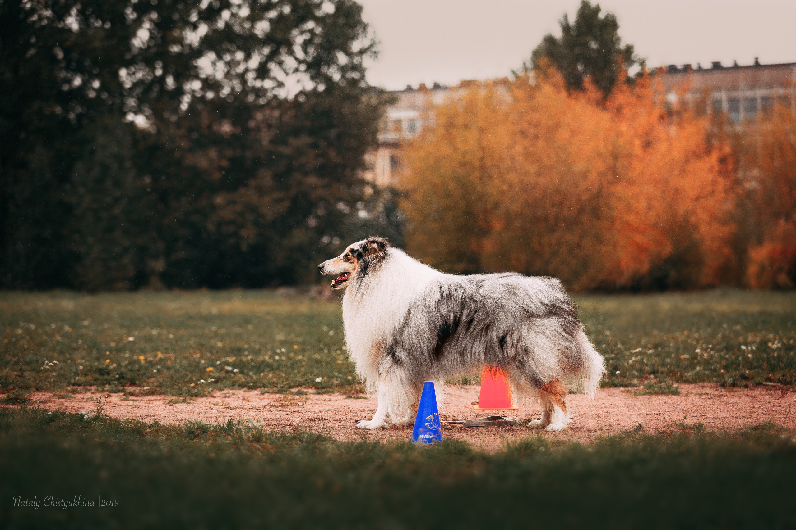 Соревнования «Петровская осень». Фотограф-анималист Наталия Чистюхина в г. Сосновый Бор и ЛО