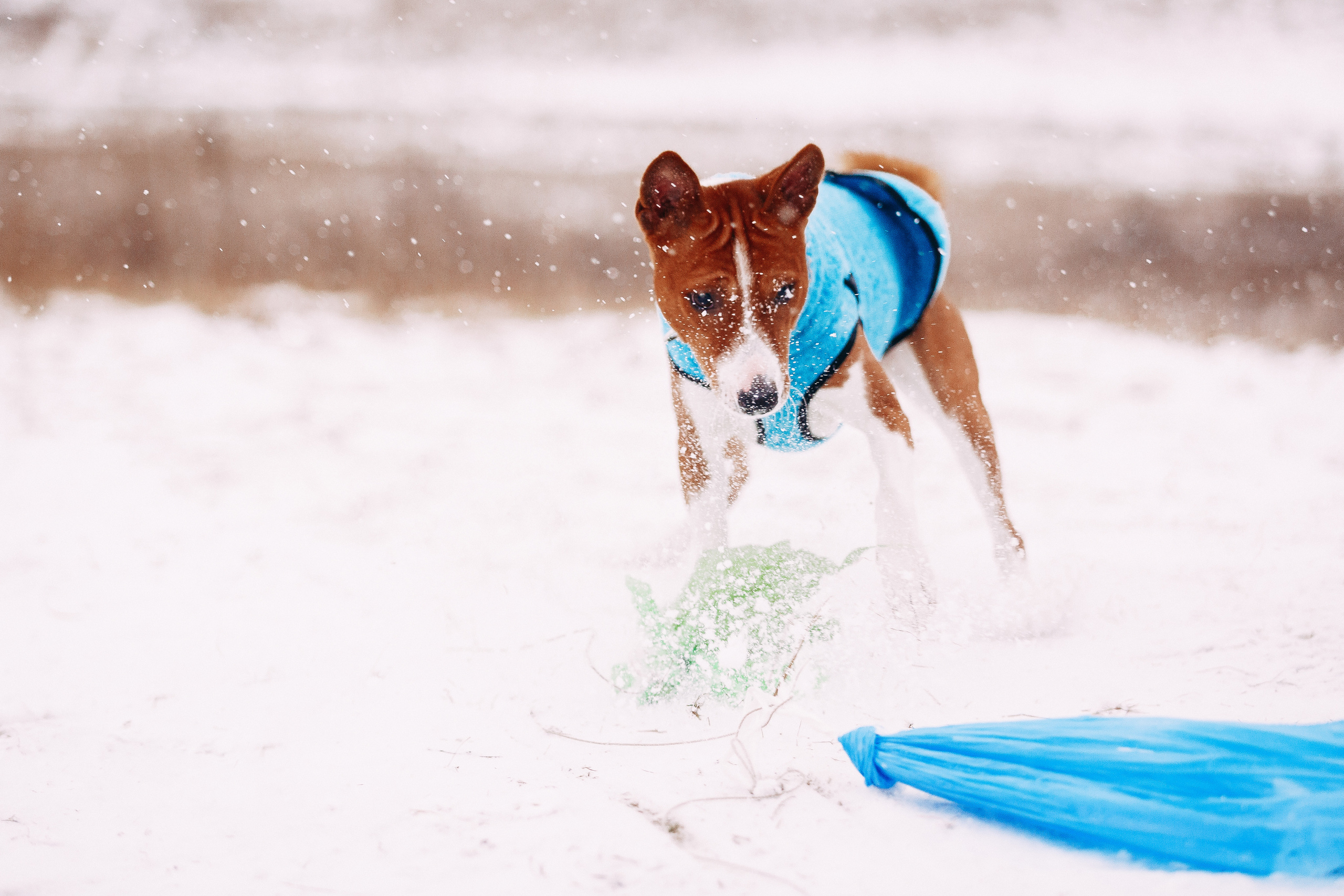 Курсинг. Колтуши. Фотограф-анималист Наталия Чистюхина в г. Сосновый Бор и ЛО