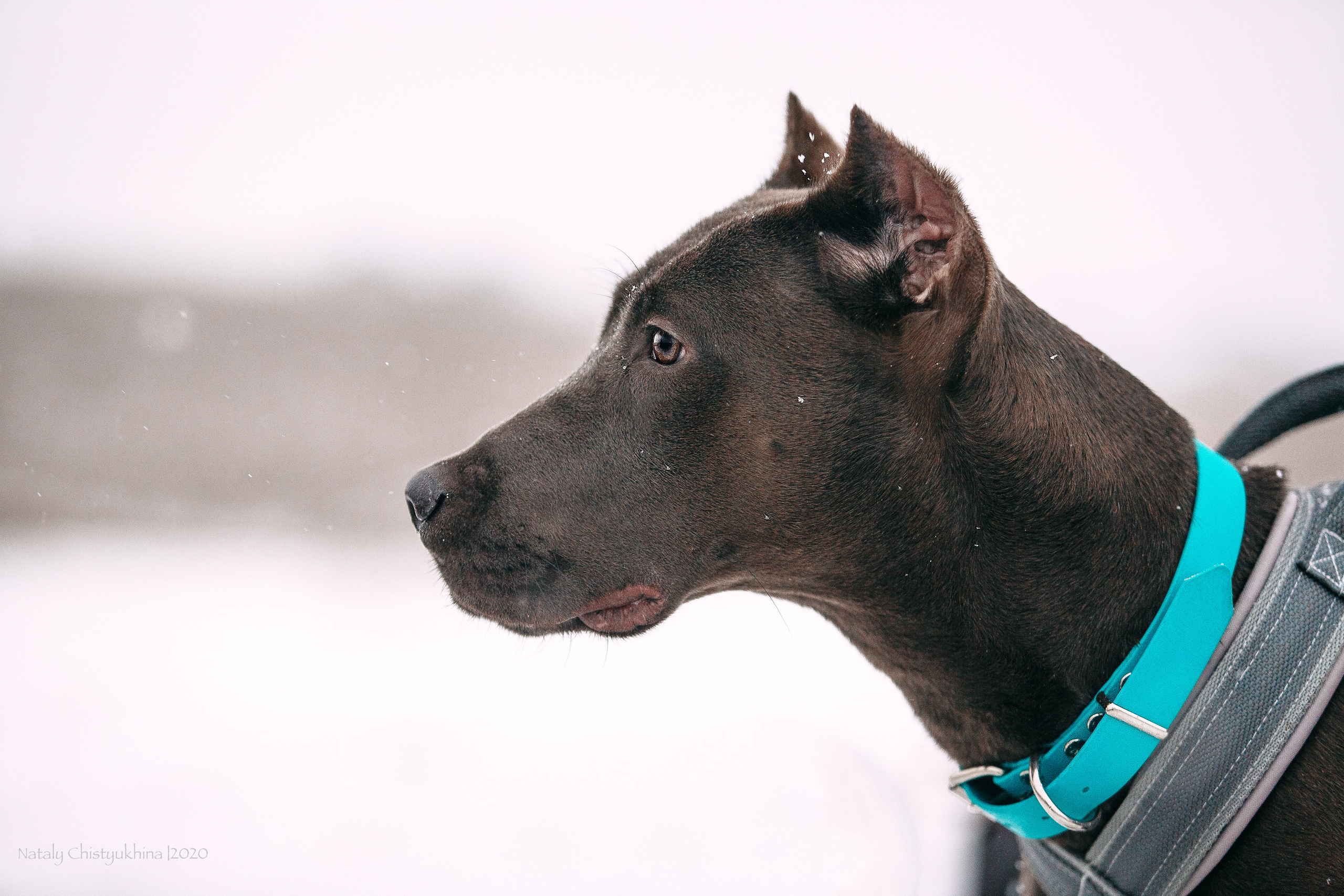 Курсинг. Колтуши. Фотограф-анималист Наталия Чистюхина в г. Сосновый Бор и ЛО