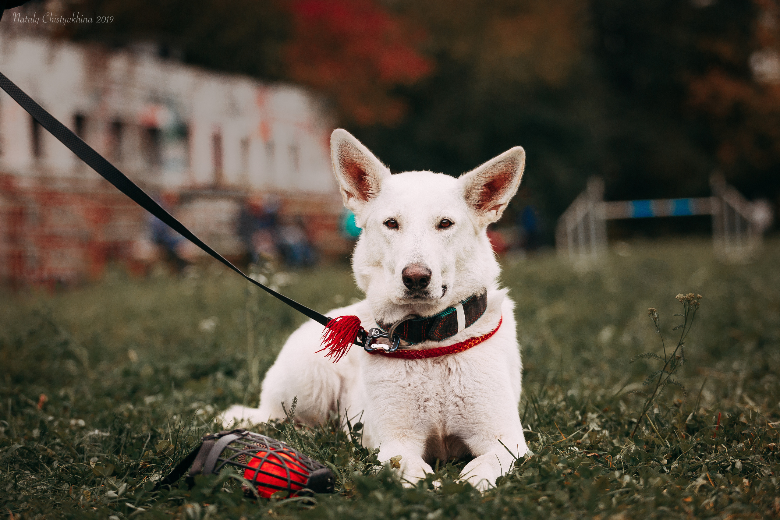 Соревнования «Петровская осень». Фотограф-анималист Наталия Чистюхина в г. Сосновый Бор и ЛО