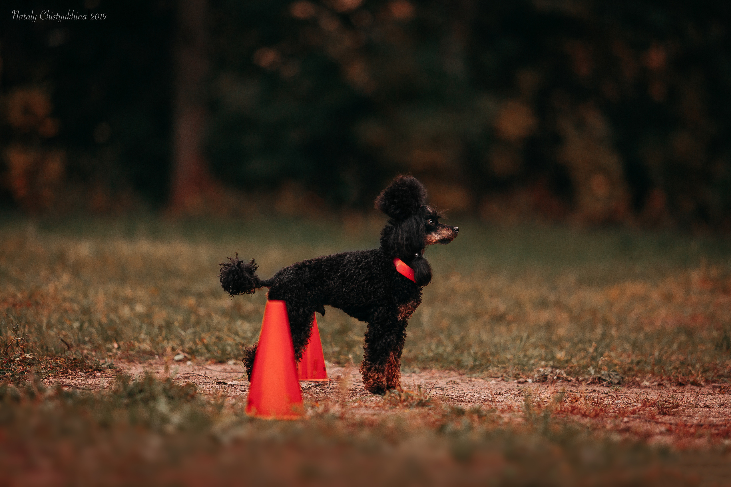 Соревнования «Петровская осень». Фотограф-анималист Наталия Чистюхина в г. Сосновый Бор и ЛО