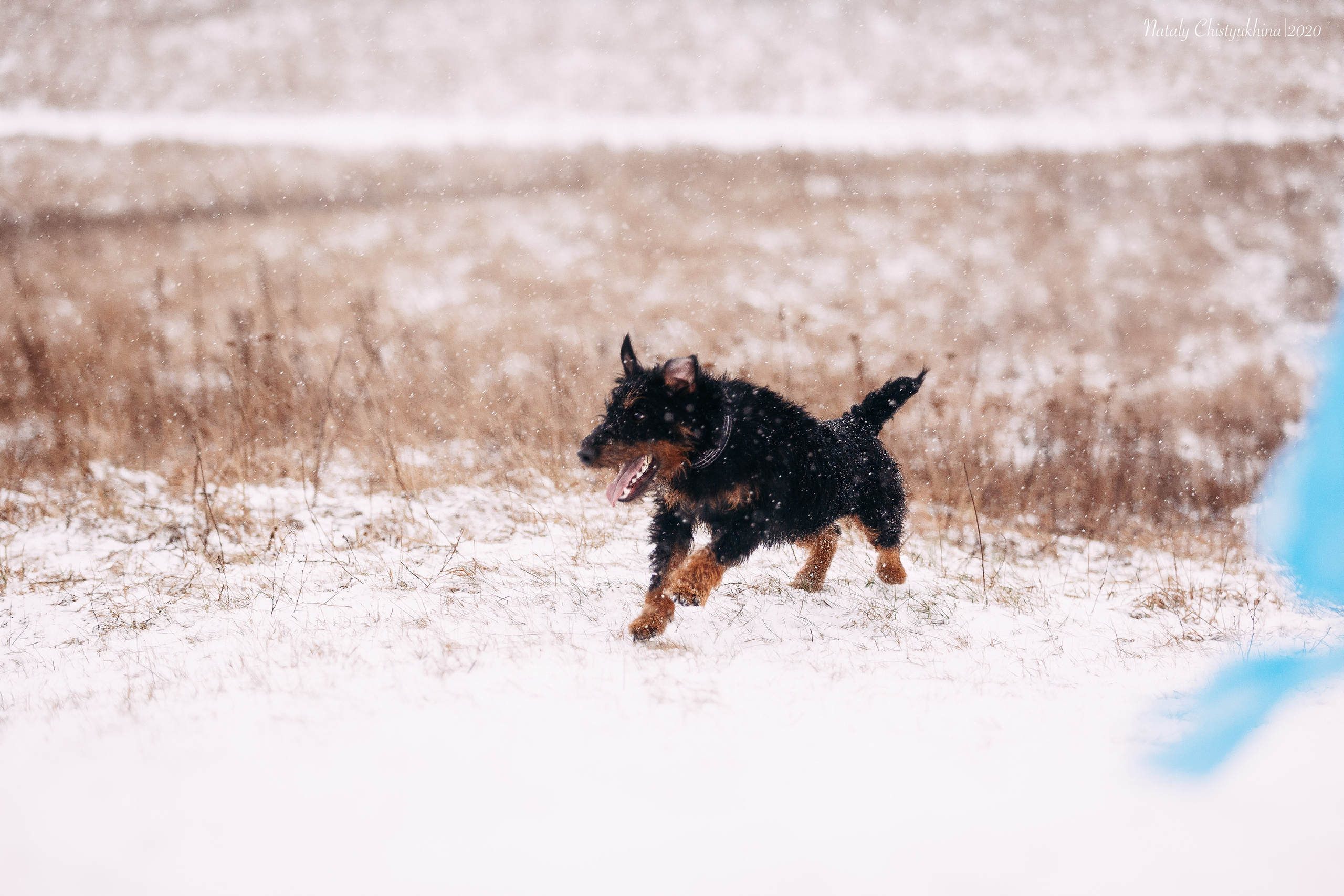 Курсинг. Колтуши. Фотограф-анималист Наталия Чистюхина в г. Сосновый Бор и ЛО