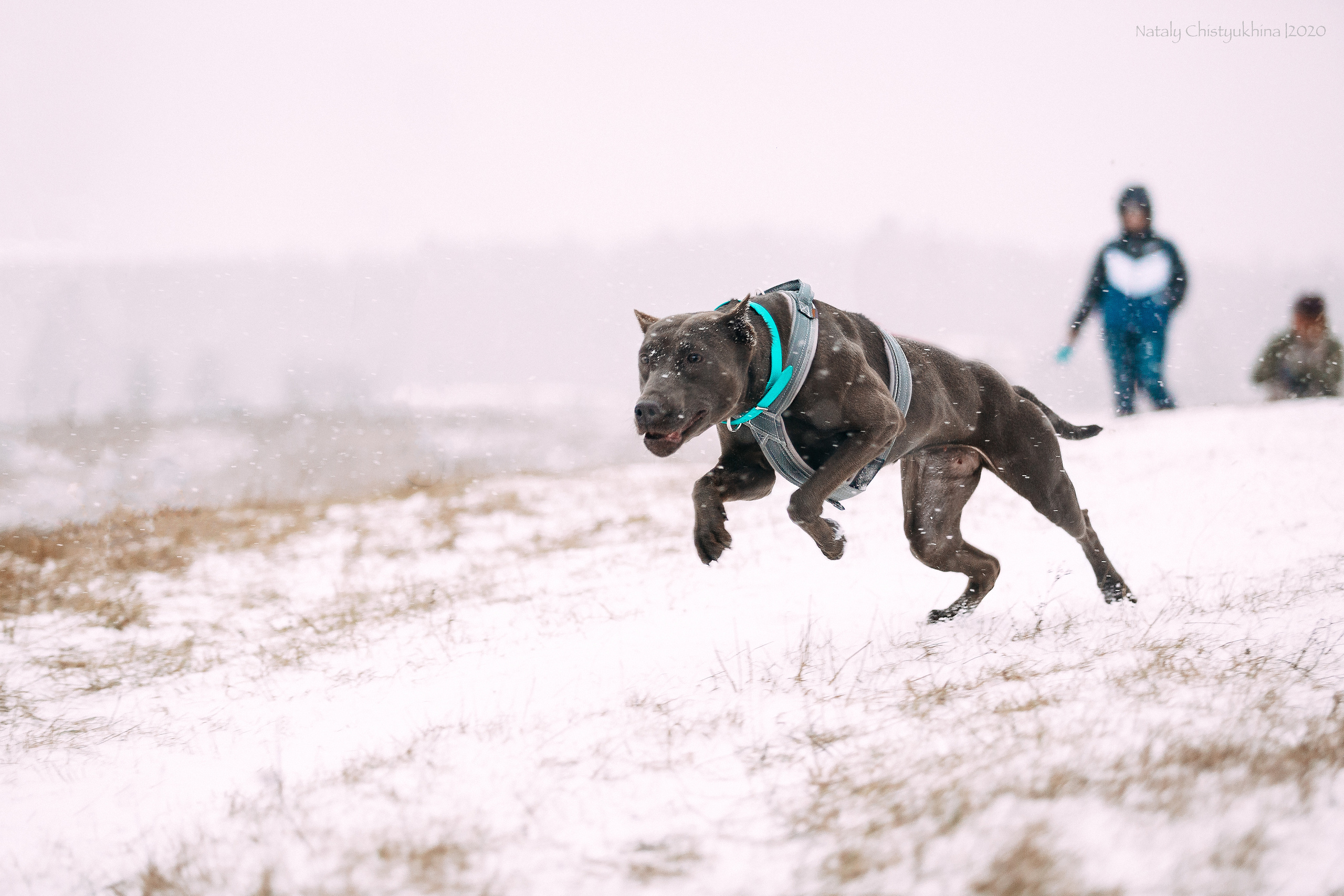 Курсинг. Колтуши. Фотограф-анималист Наталия Чистюхина в г. Сосновый Бор и ЛО