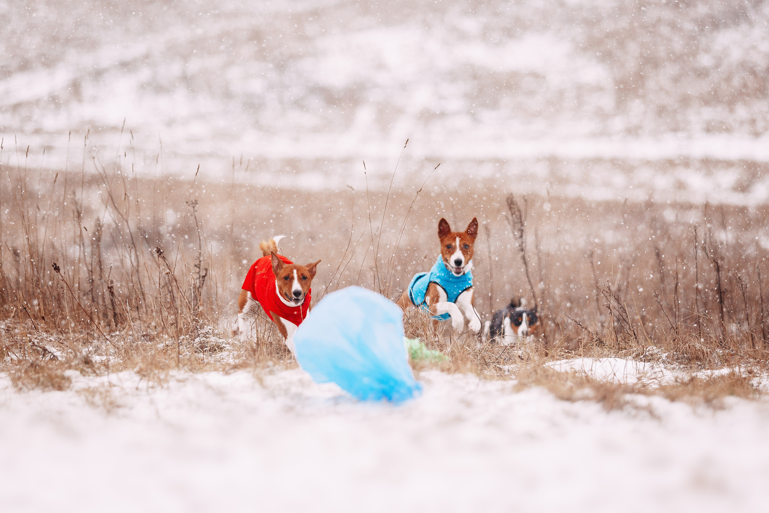 Курсинг. Колтуши. Фотограф-анималист Наталия Чистюхина в г. Сосновый Бор и ЛО