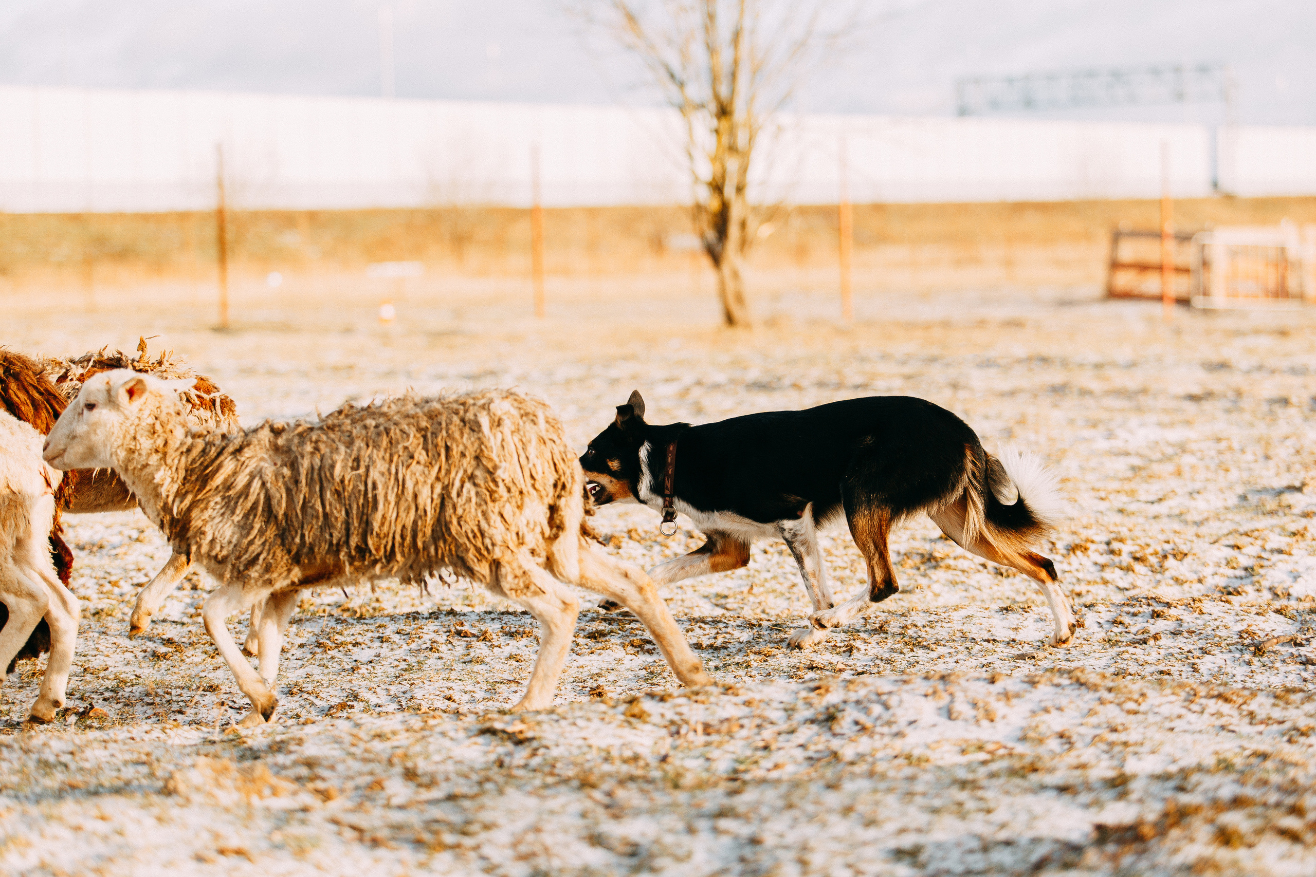 Пастьба овец. Фотограф-анималист Наталия Чистюхина в г. Сосновый Бор и ЛО