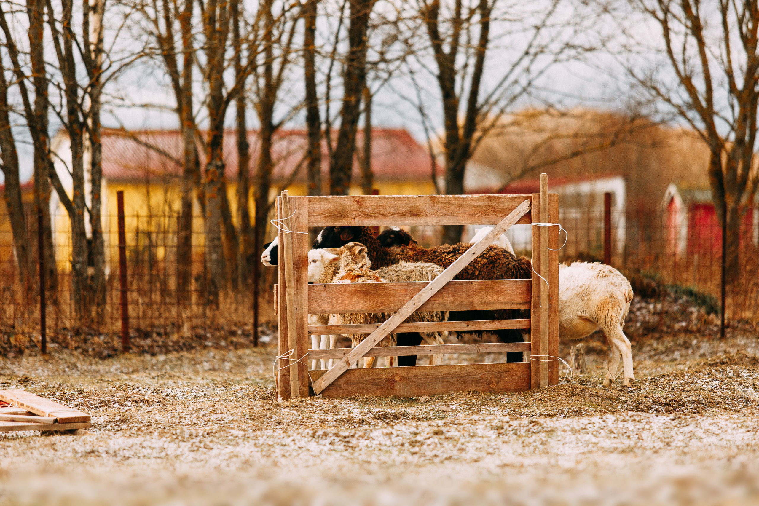 Пастьба овец. Фотограф-анималист Наталия Чистюхина в г. Сосновый Бор и ЛО