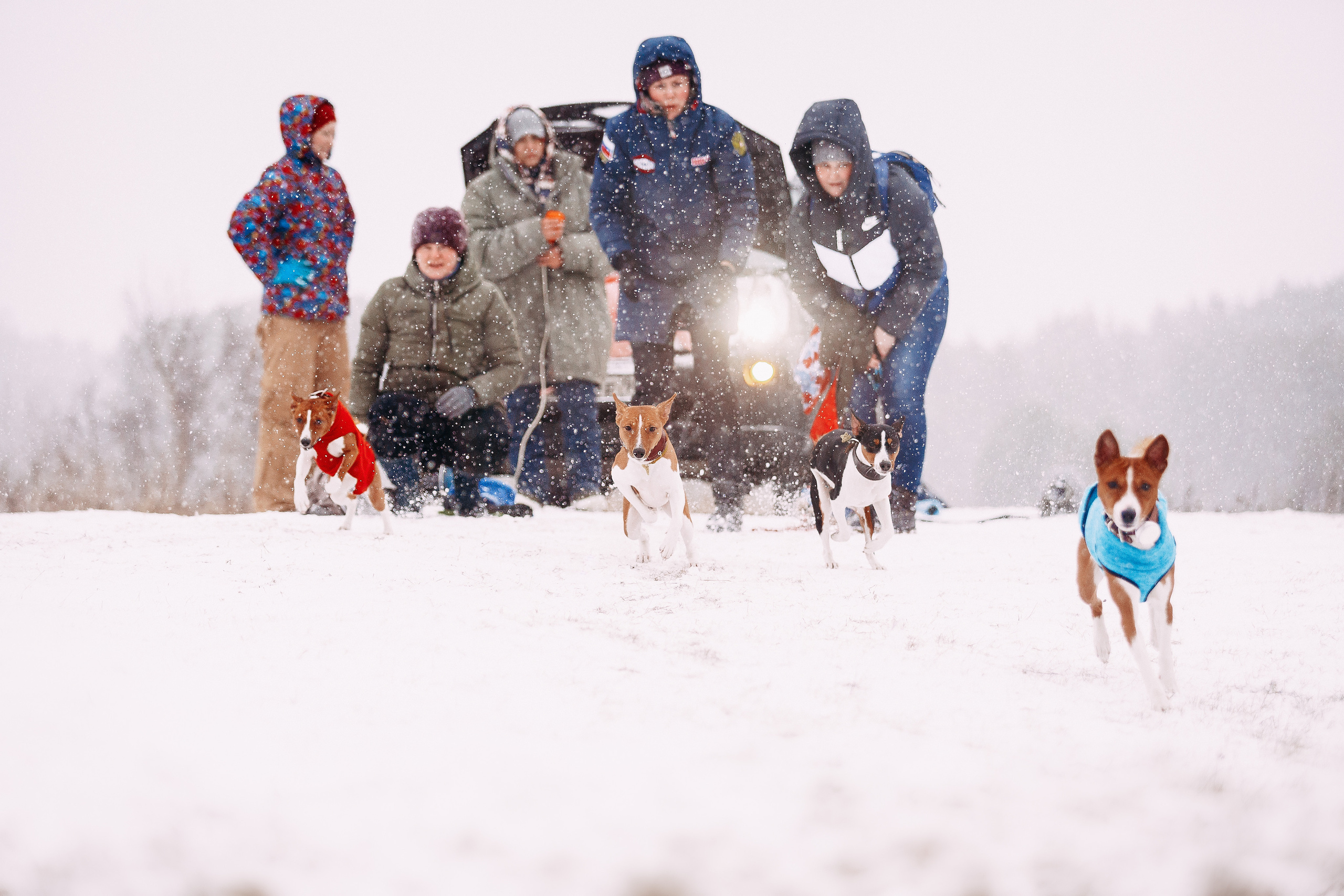 Курсинг. Колтуши. Фотограф-анималист Наталия Чистюхина в г. Сосновый Бор и ЛО