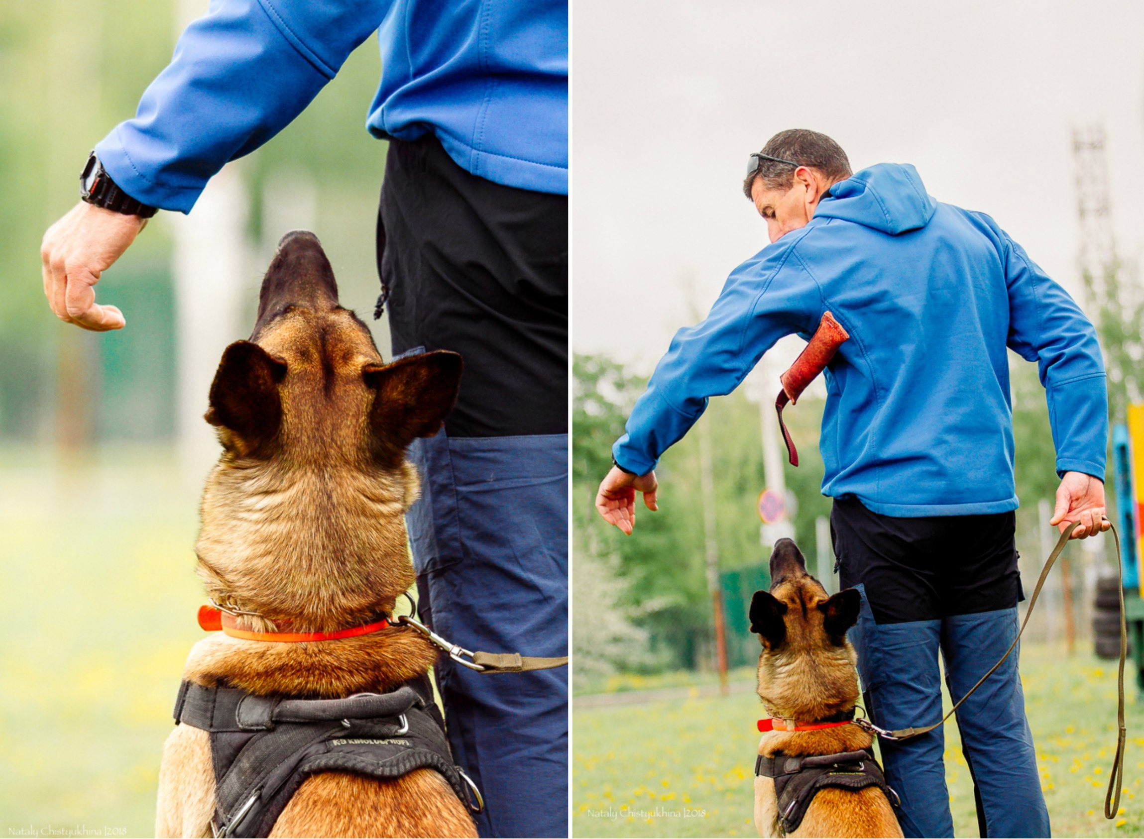 Семинары по мондио. Фотограф-анималист Наталия Чистюхина в г. Сосновый Бор и ЛО