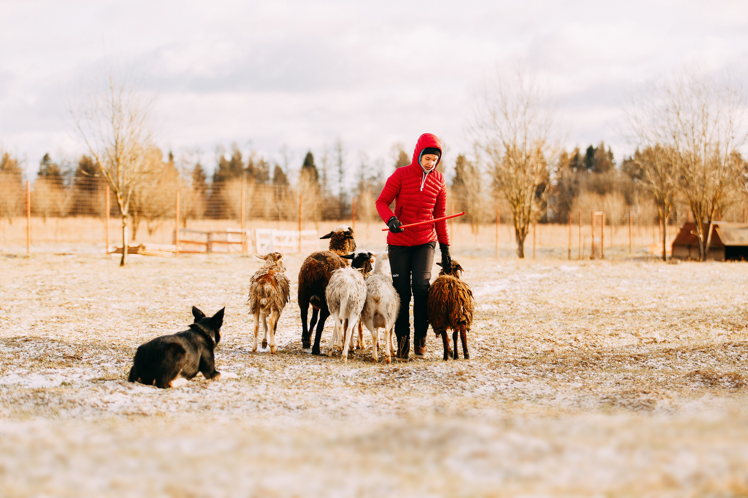 Пастьба овец. Фотограф-анималист Наталия Чистюхина в г. Сосновый Бор и ЛО