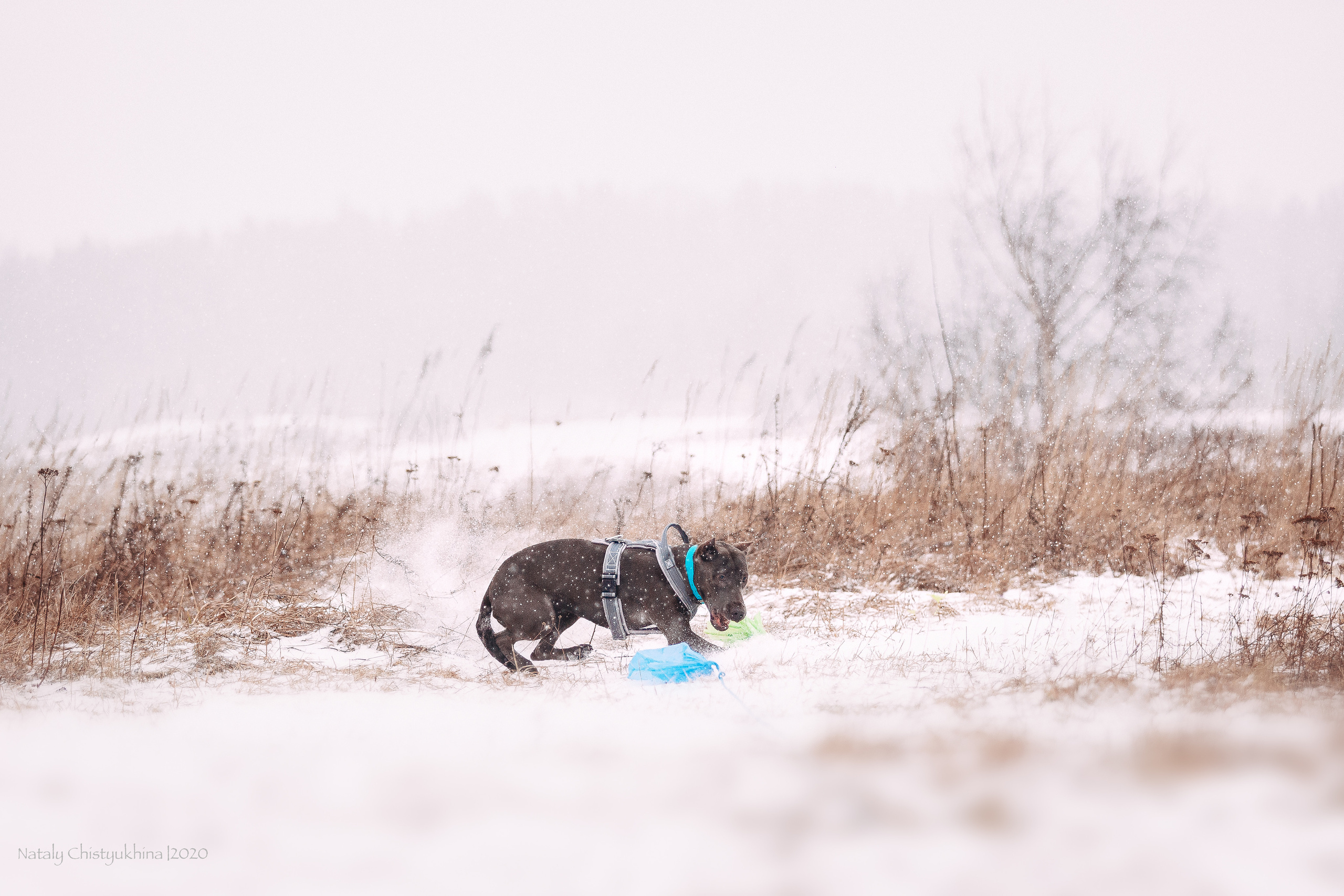 Курсинг. Колтуши. Фотограф-анималист Наталия Чистюхина в г. Сосновый Бор и ЛО
