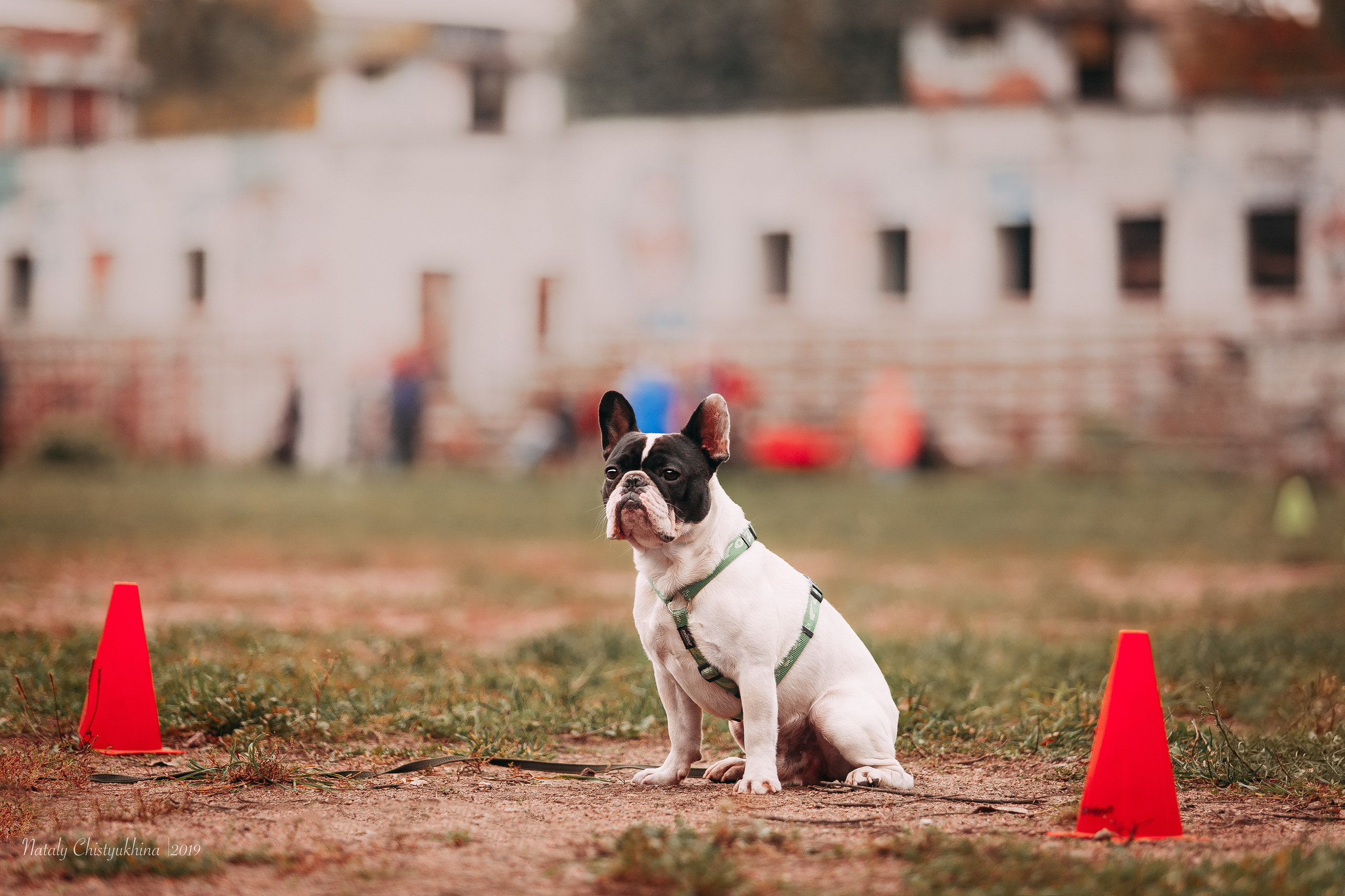 Соревнования «Петровская осень». Фотограф-анималист Наталия Чистюхина в г. Сосновый Бор и ЛО