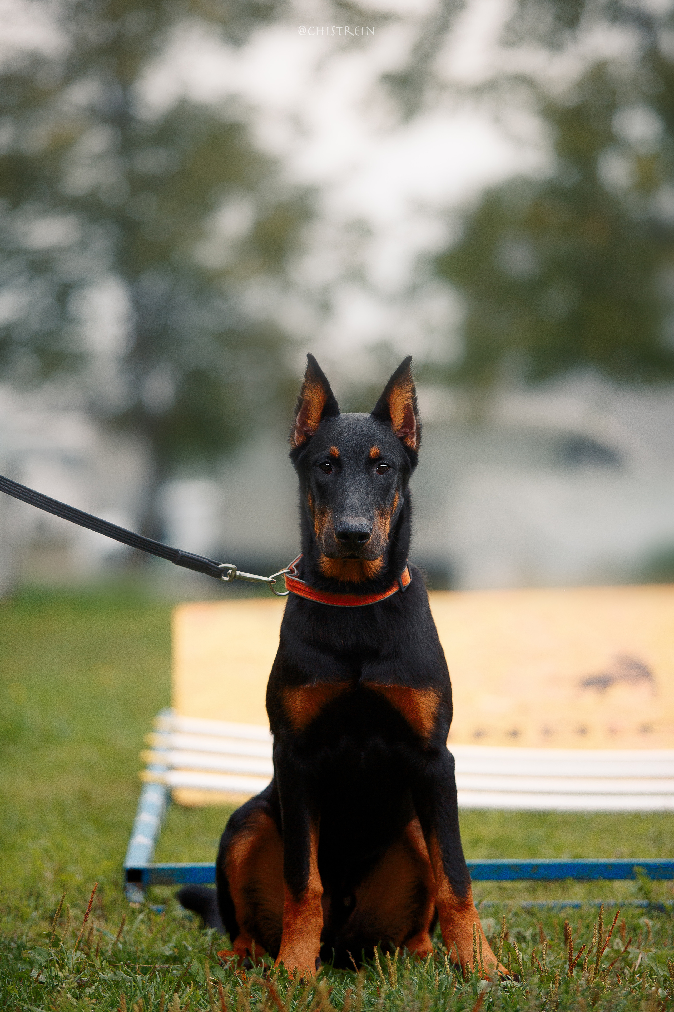 Мондьоринг в СПб. Фотограф-анималист Наталия Чистюхина в г. Сосновый Бор и ЛО