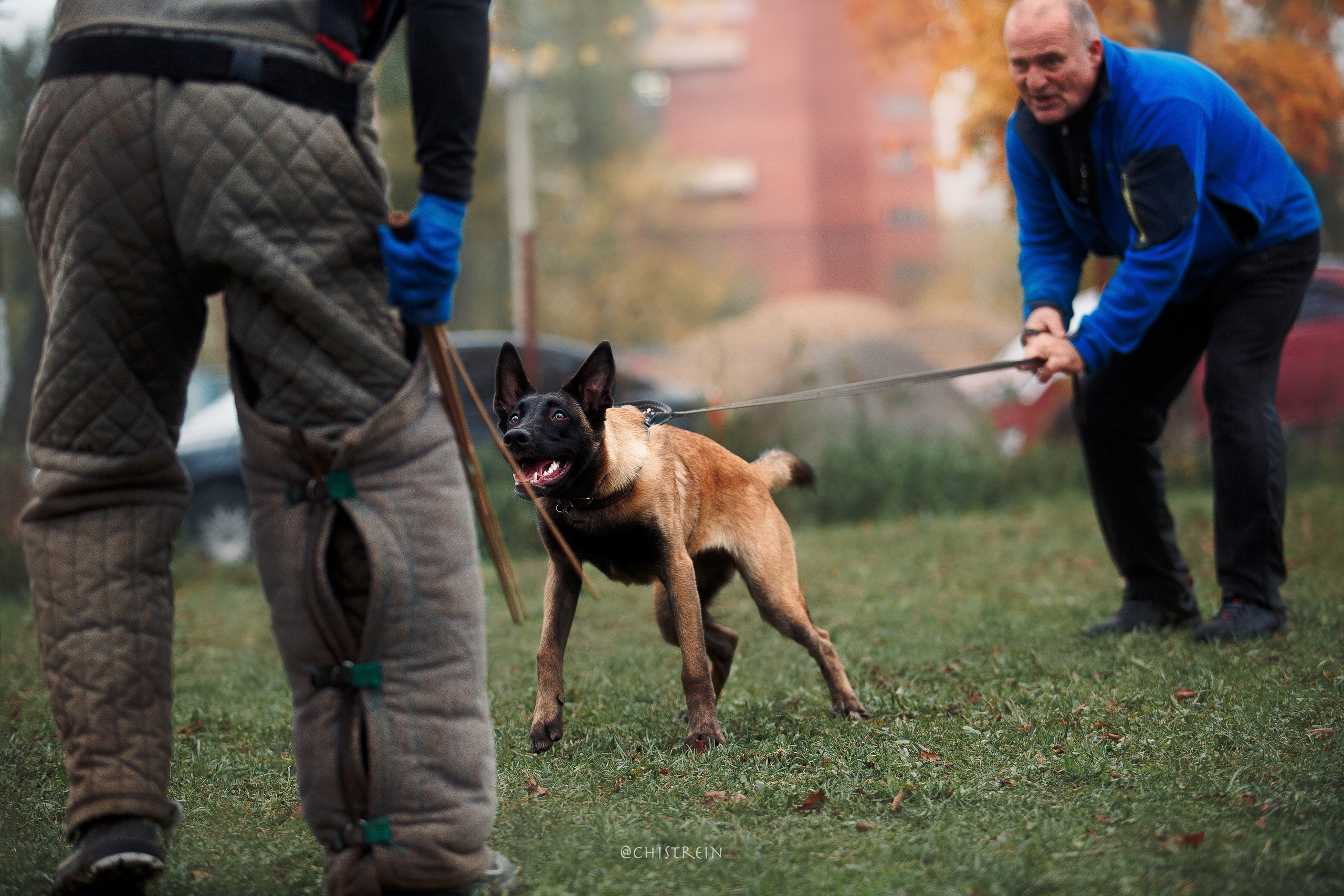 Мондьоринг в СПб. Фотограф-анималист Наталия Чистюхина в г. Сосновый Бор и ЛО