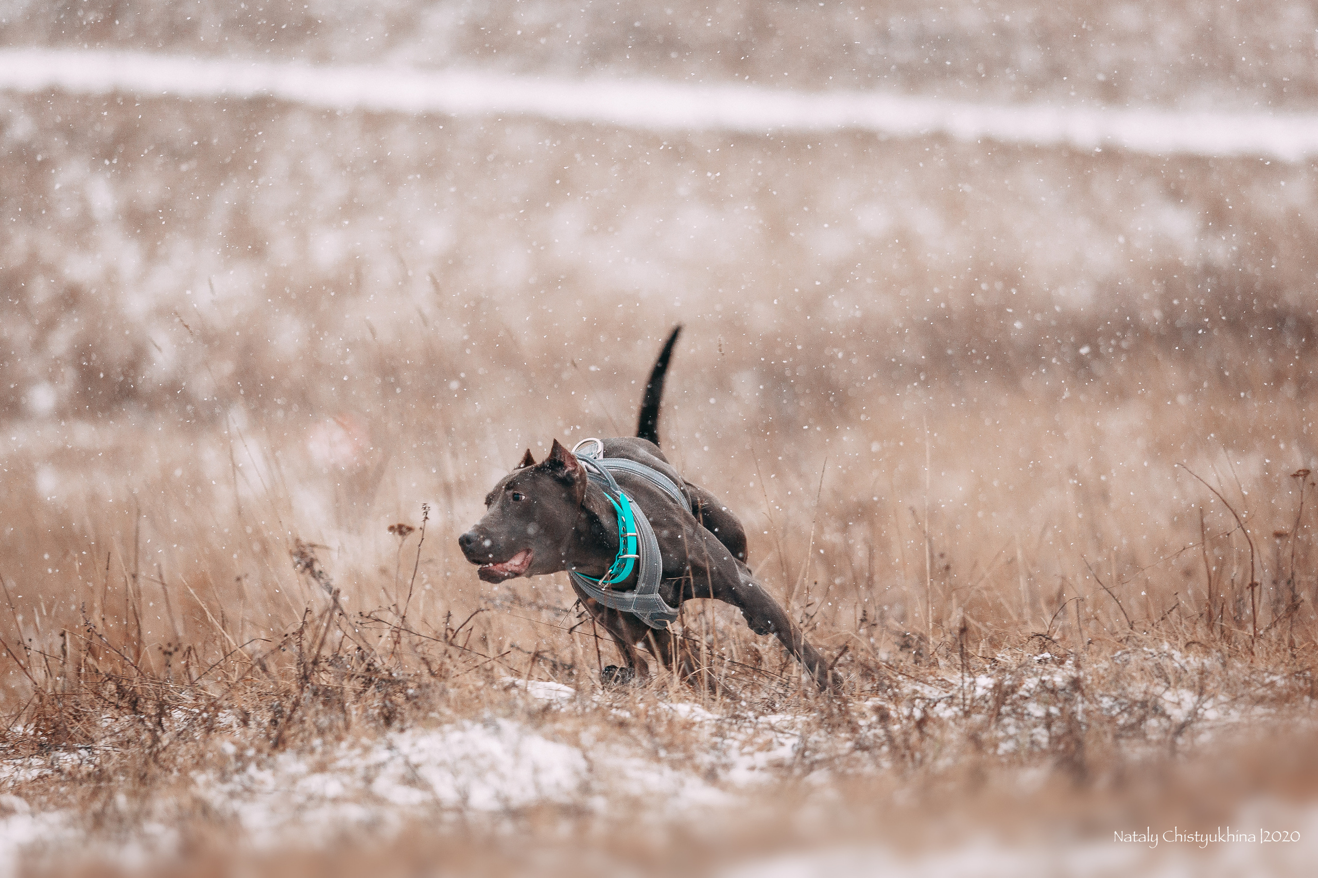 Курсинг. Колтуши. Фотограф-анималист Наталия Чистюхина в г. Сосновый Бор и ЛО