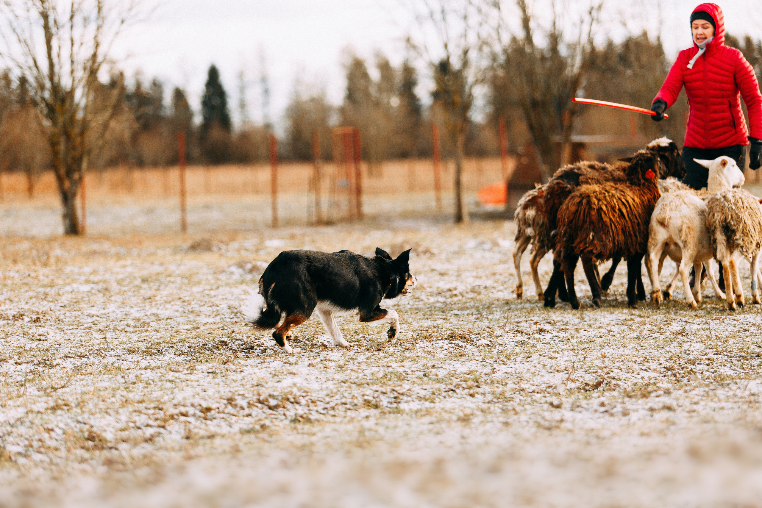 Пастьба овец. Фотограф-анималист Наталия Чистюхина в г. Сосновый Бор и ЛО