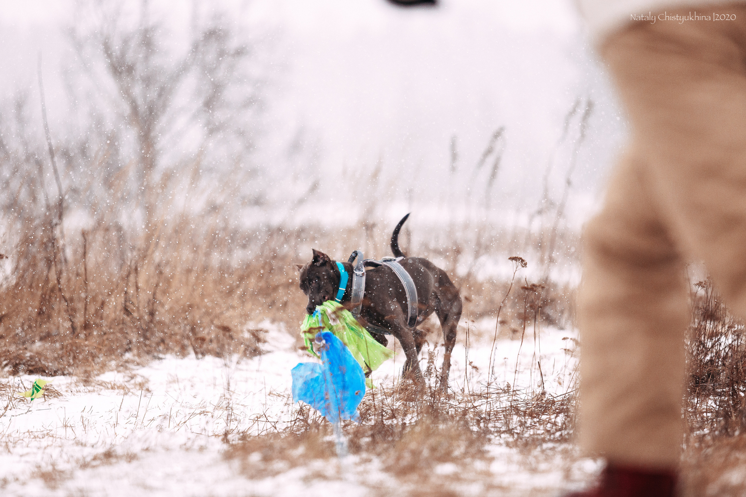 Курсинг. Колтуши. Фотограф-анималист Наталия Чистюхина в г. Сосновый Бор и ЛО