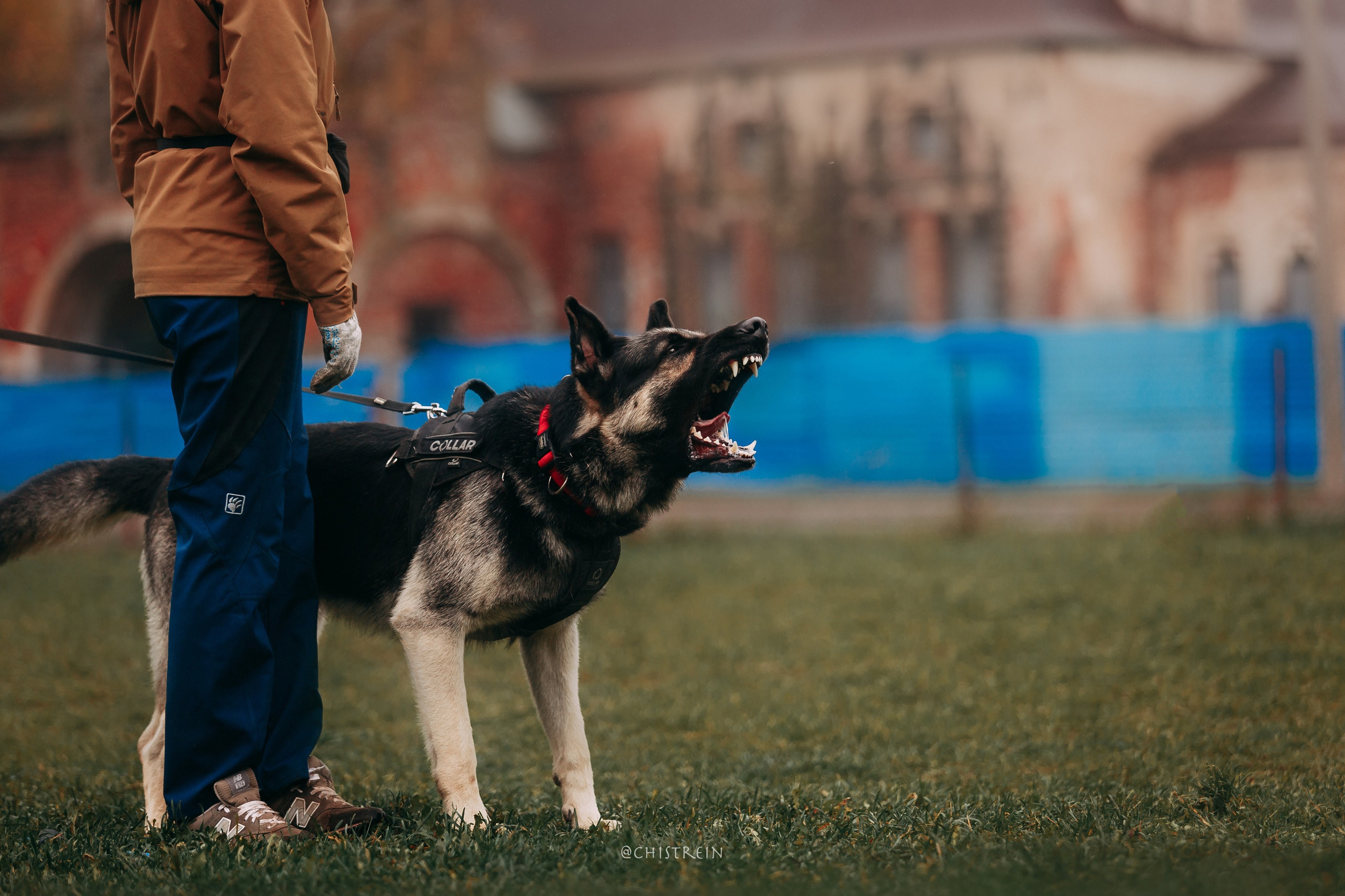 Большой Русский Ринг. Фотограф-анималист Наталия Чистюхина в г. Сосновый Бор и ЛО