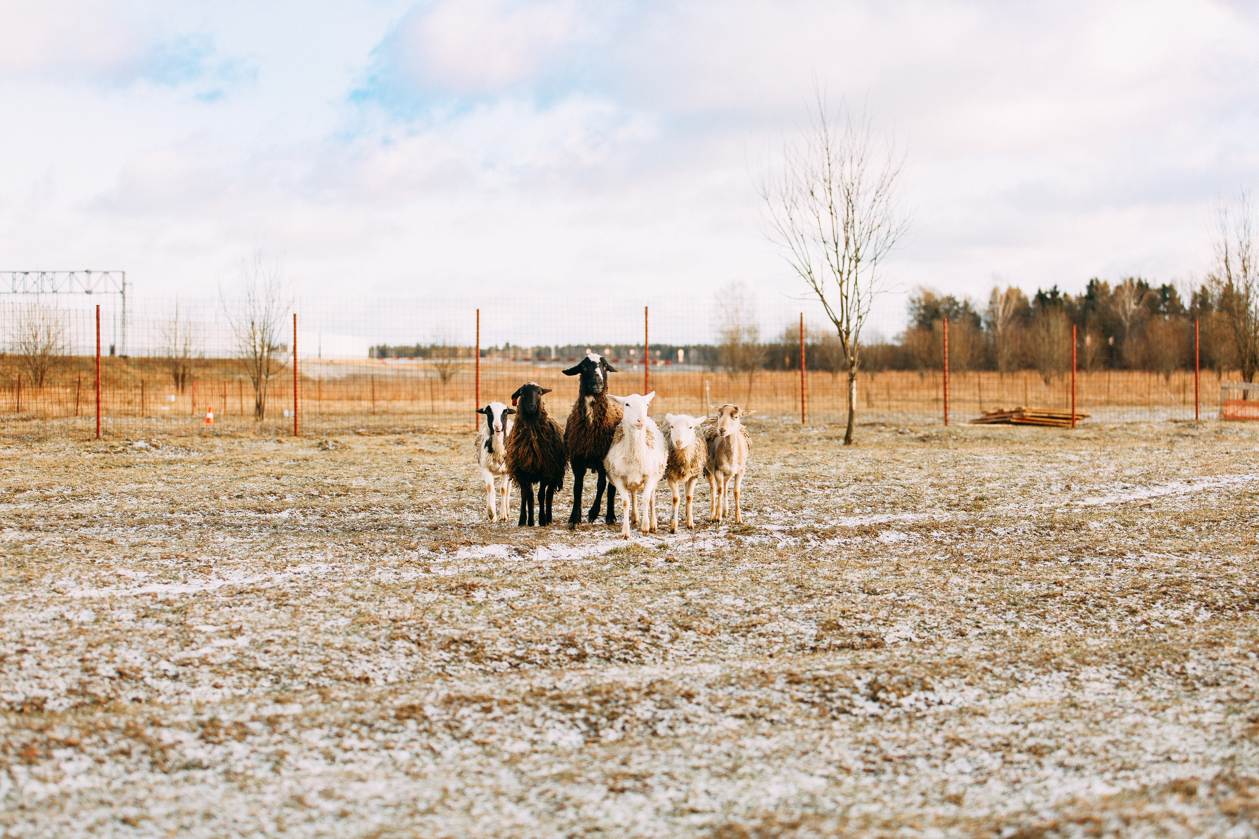 Пастьба овец. Фотограф-анималист Наталия Чистюхина в г. Сосновый Бор и ЛО