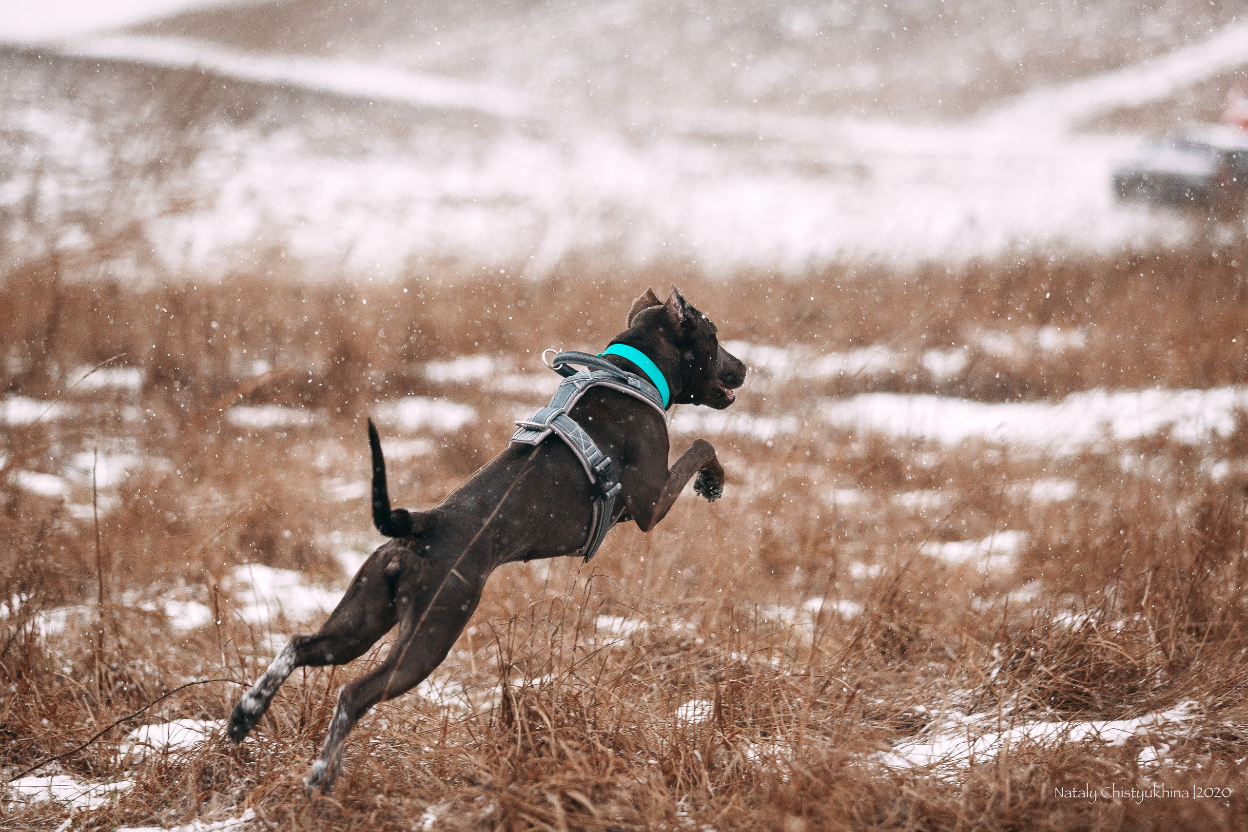 Курсинг. Колтуши. Фотограф-анималист Наталия Чистюхина в г. Сосновый Бор и ЛО