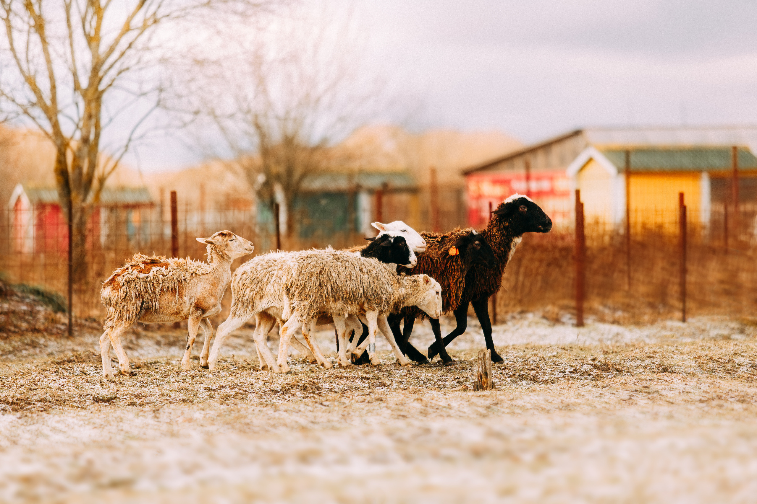 Пастьба овец. Фотограф-анималист Наталия Чистюхина в г. Сосновый Бор и ЛО