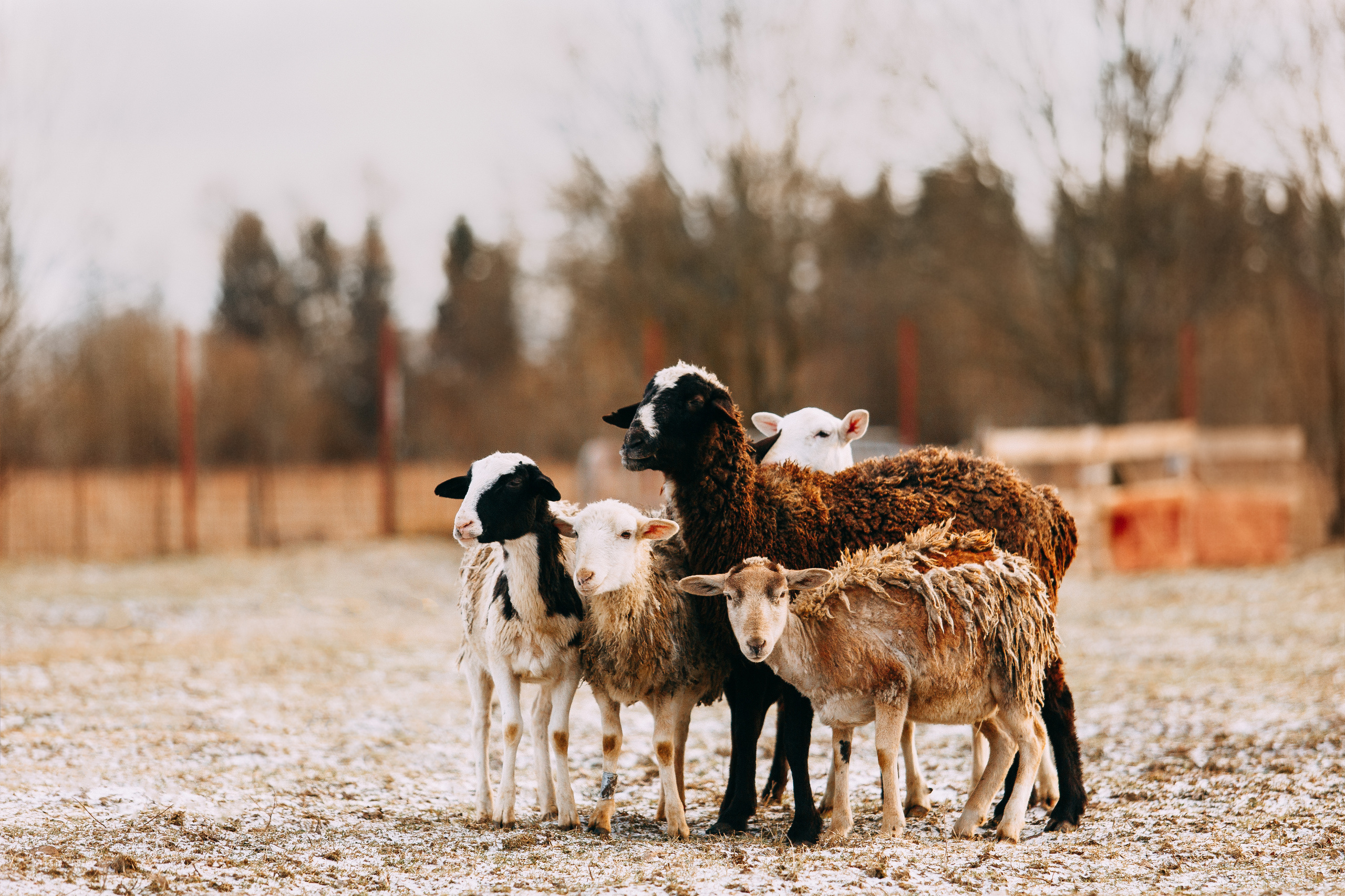 Пастьба овец. Фотограф-анималист Наталия Чистюхина в г. Сосновый Бор и ЛО