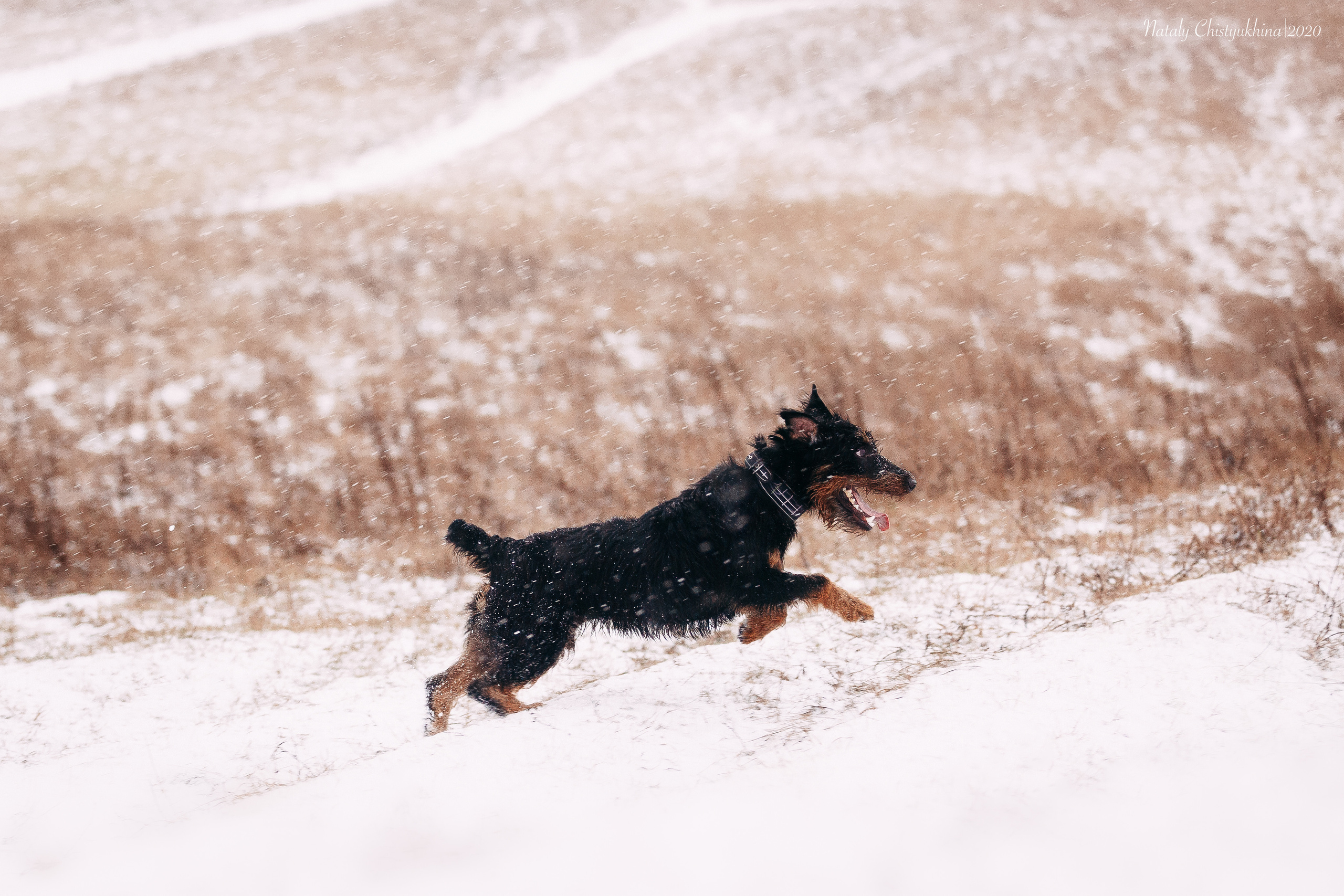 Курсинг. Колтуши. Фотограф-анималист Наталия Чистюхина в г. Сосновый Бор и ЛО