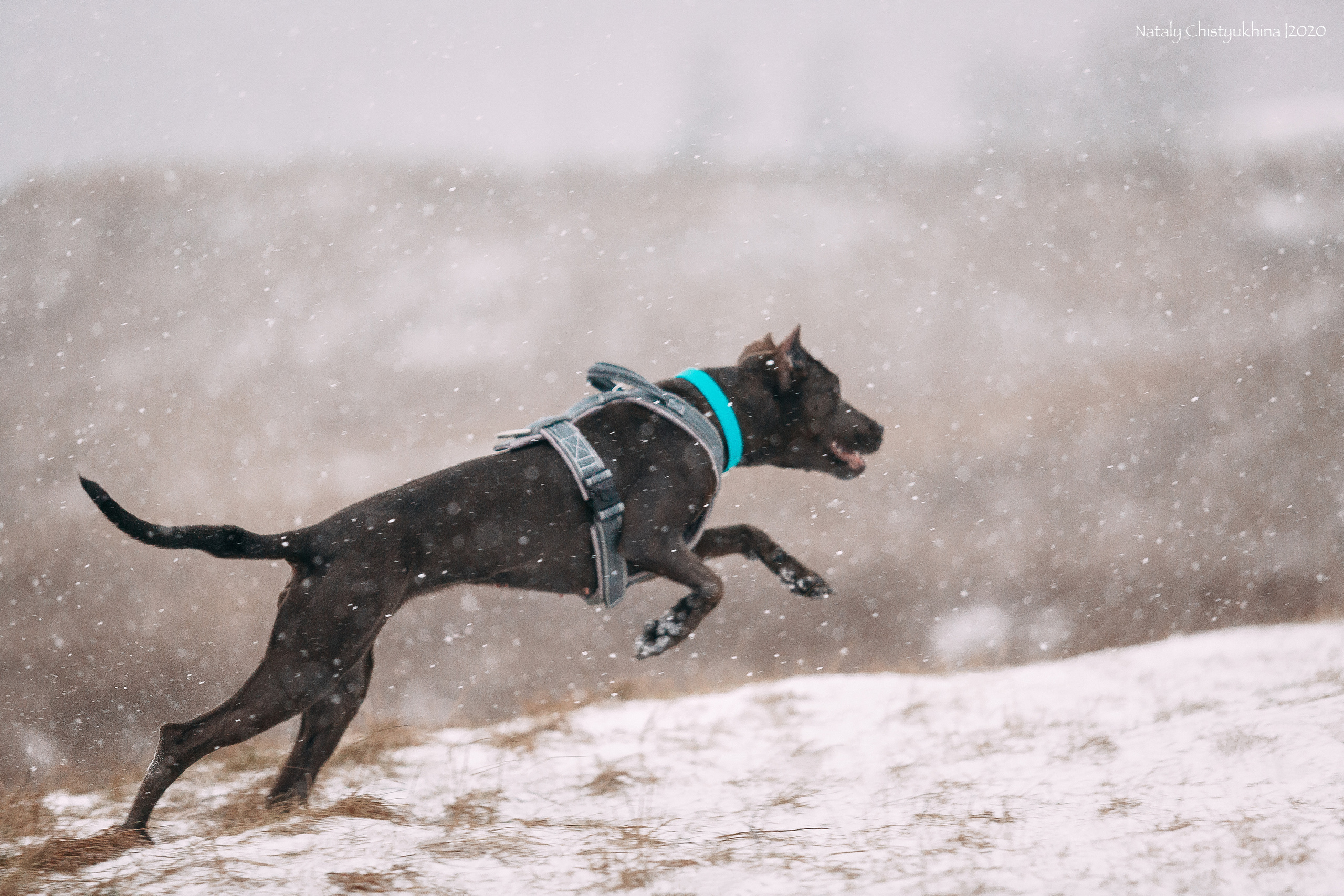Курсинг. Колтуши. Фотограф-анималист Наталия Чистюхина в г. Сосновый Бор и ЛО