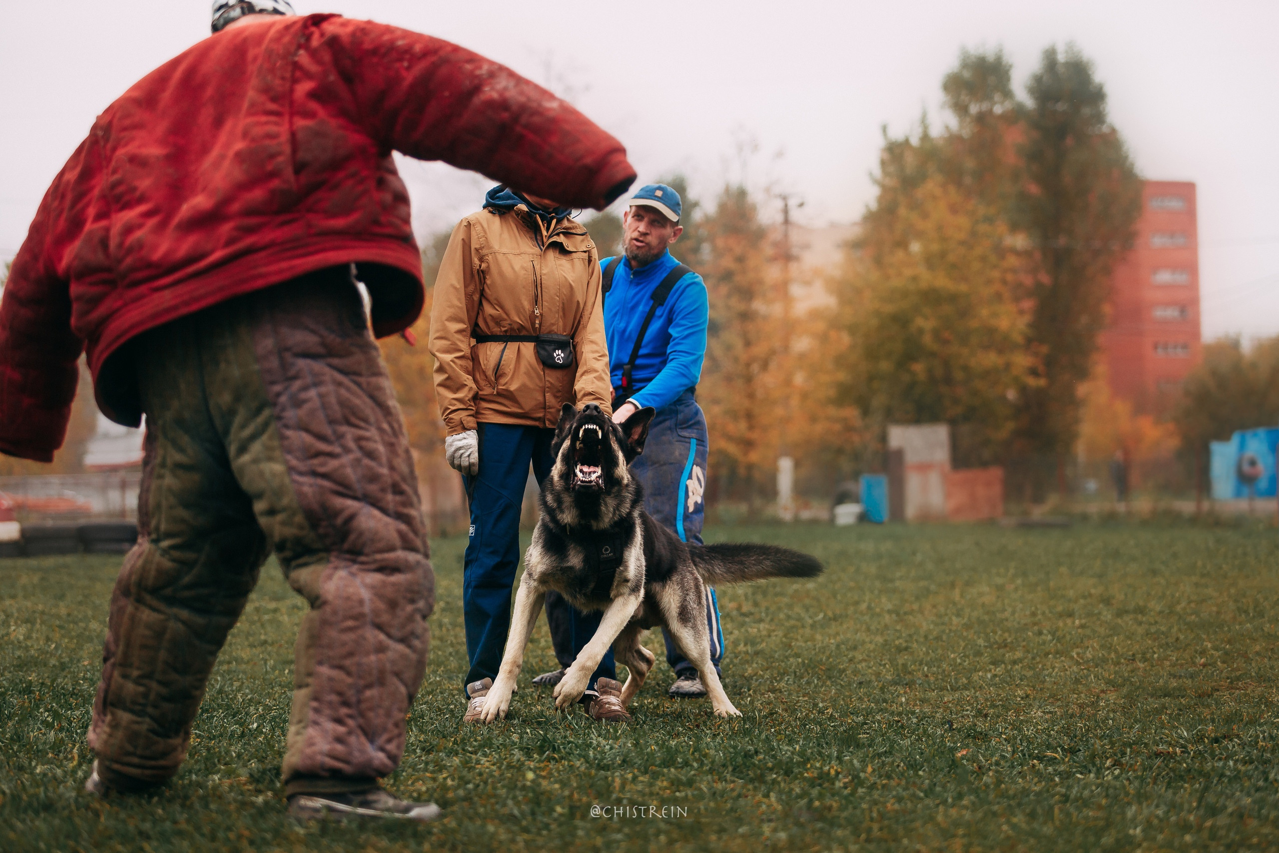 Большой Русский Ринг. Фотограф-анималист Наталия Чистюхина в г. Сосновый Бор и ЛО