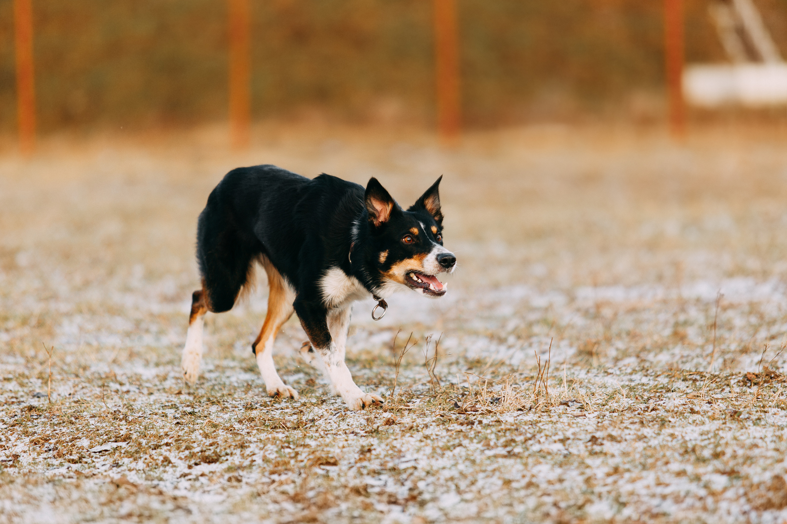 Пастьба овец. Фотограф-анималист Наталия Чистюхина в г. Сосновый Бор и ЛО