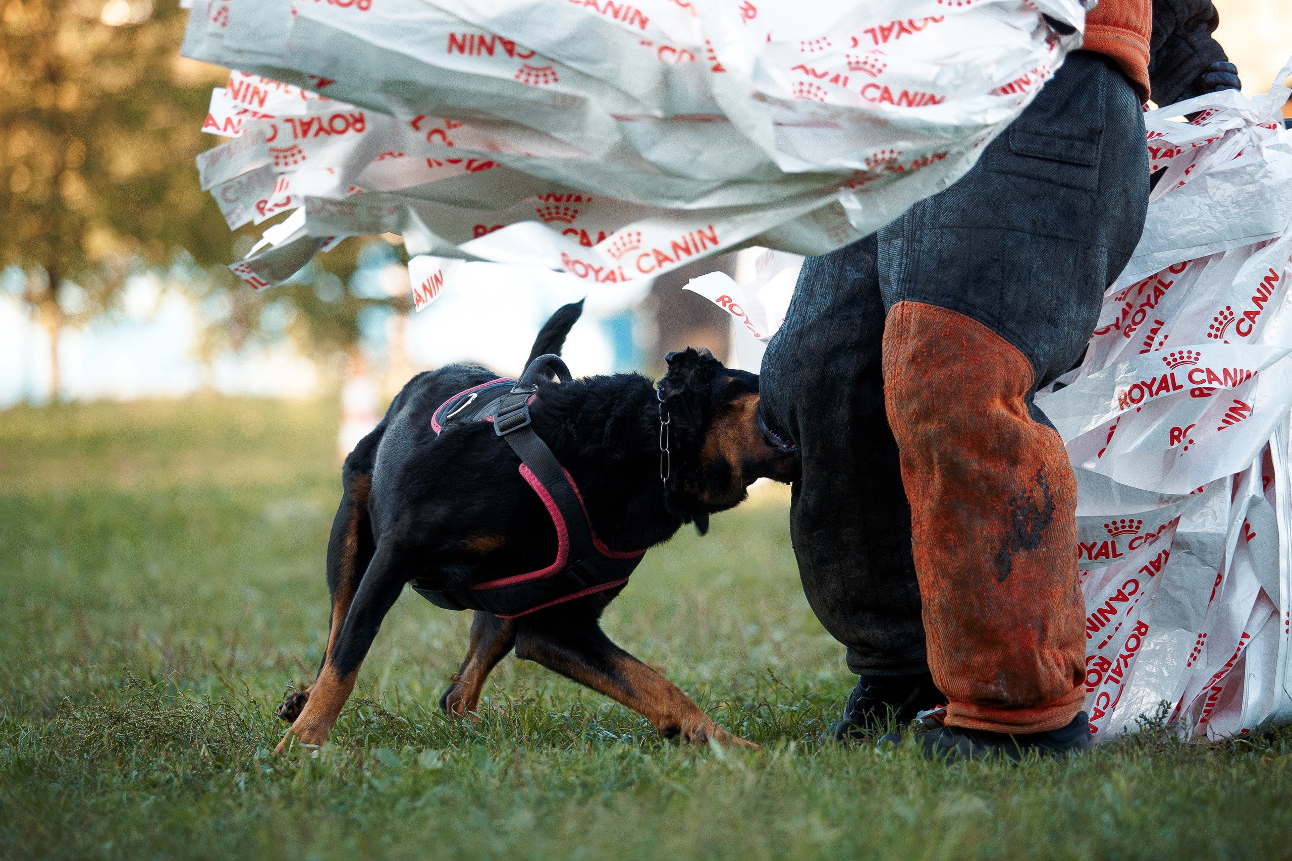Мондьоринг в СПб. Фотограф-анималист Наталия Чистюхина в г. Сосновый Бор и ЛО