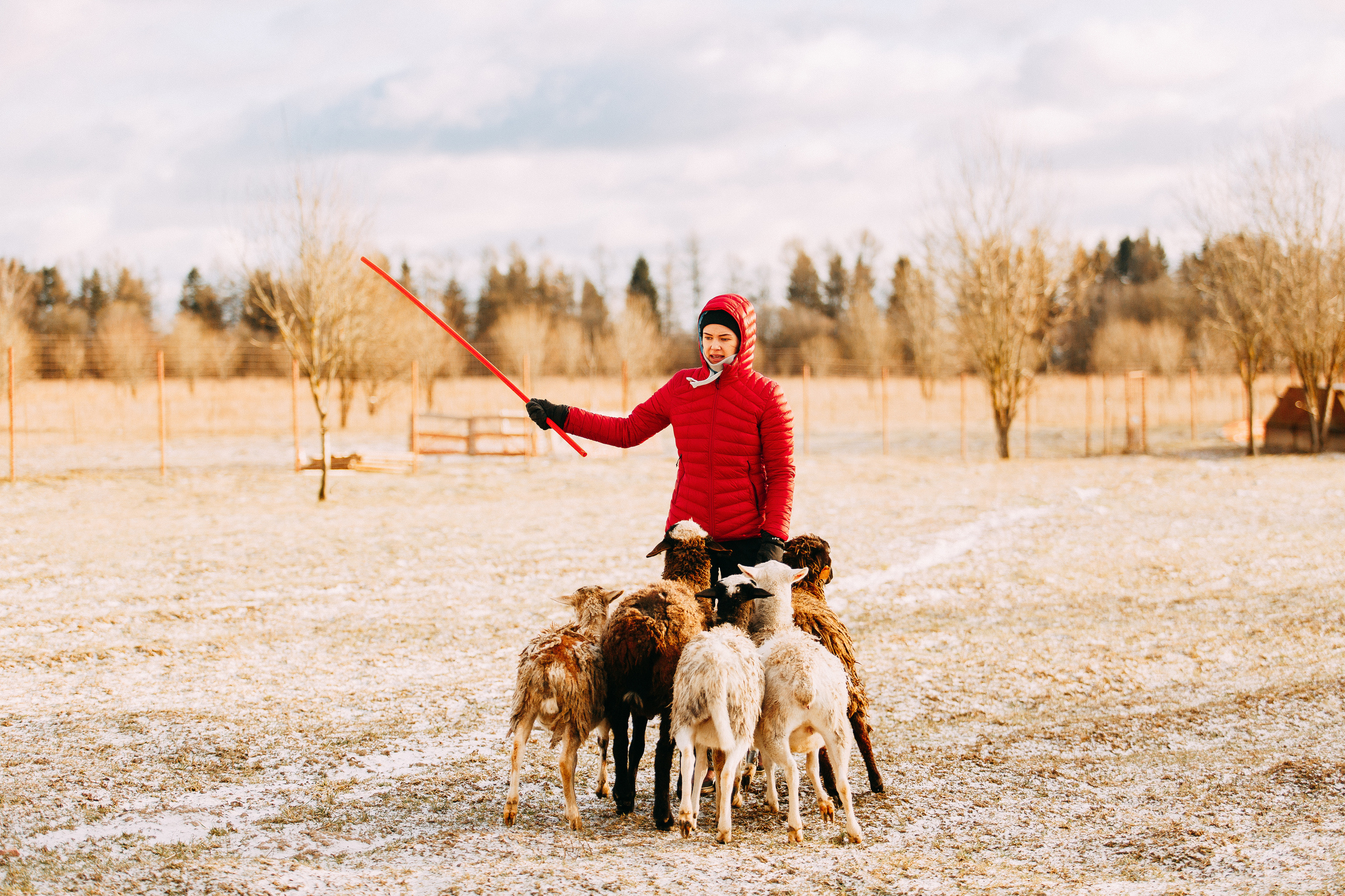 Пастьба овец. Фотограф-анималист Наталия Чистюхина в г. Сосновый Бор и ЛО