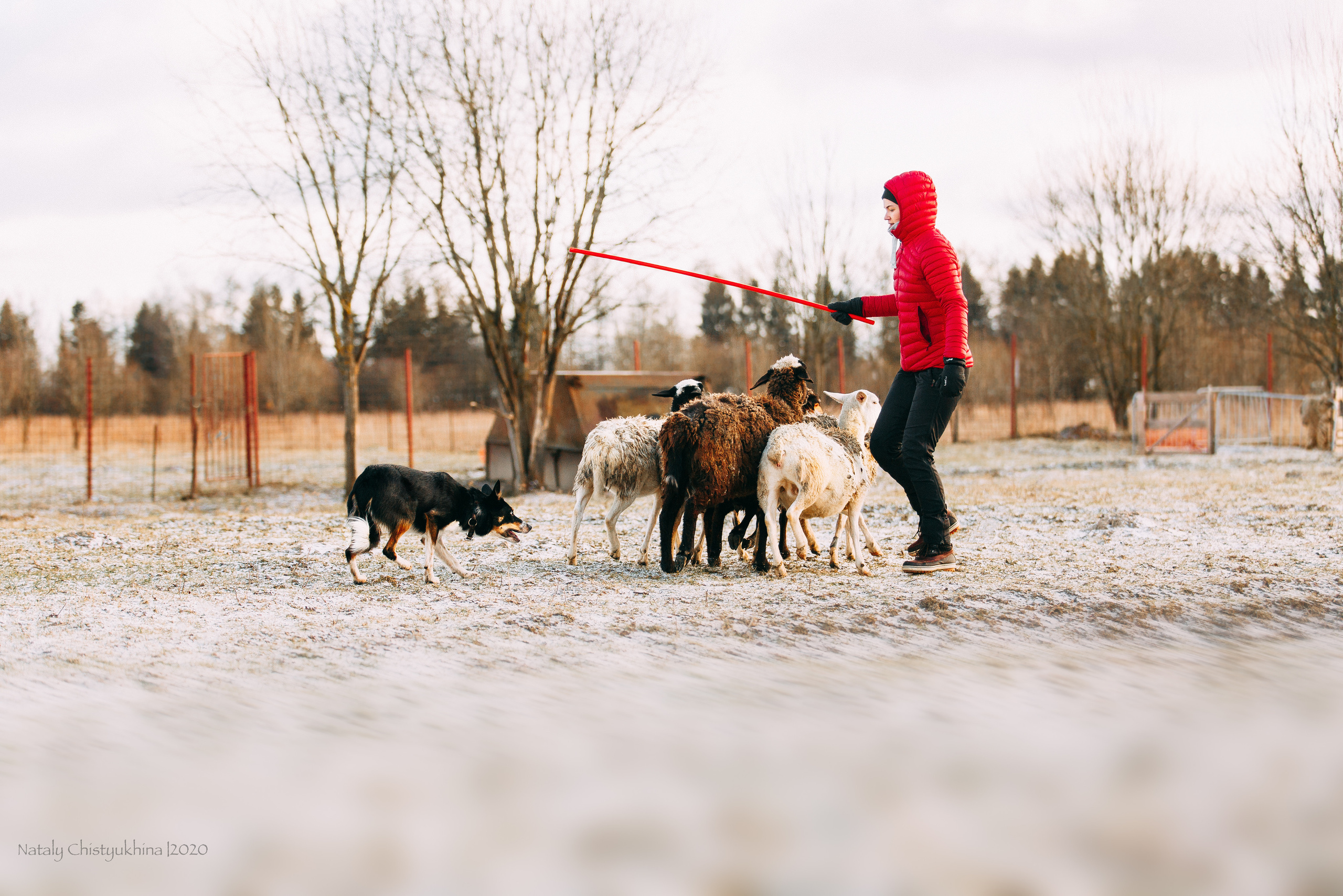 Пастьба овец. Фотограф-анималист Наталия Чистюхина в г. Сосновый Бор и ЛО