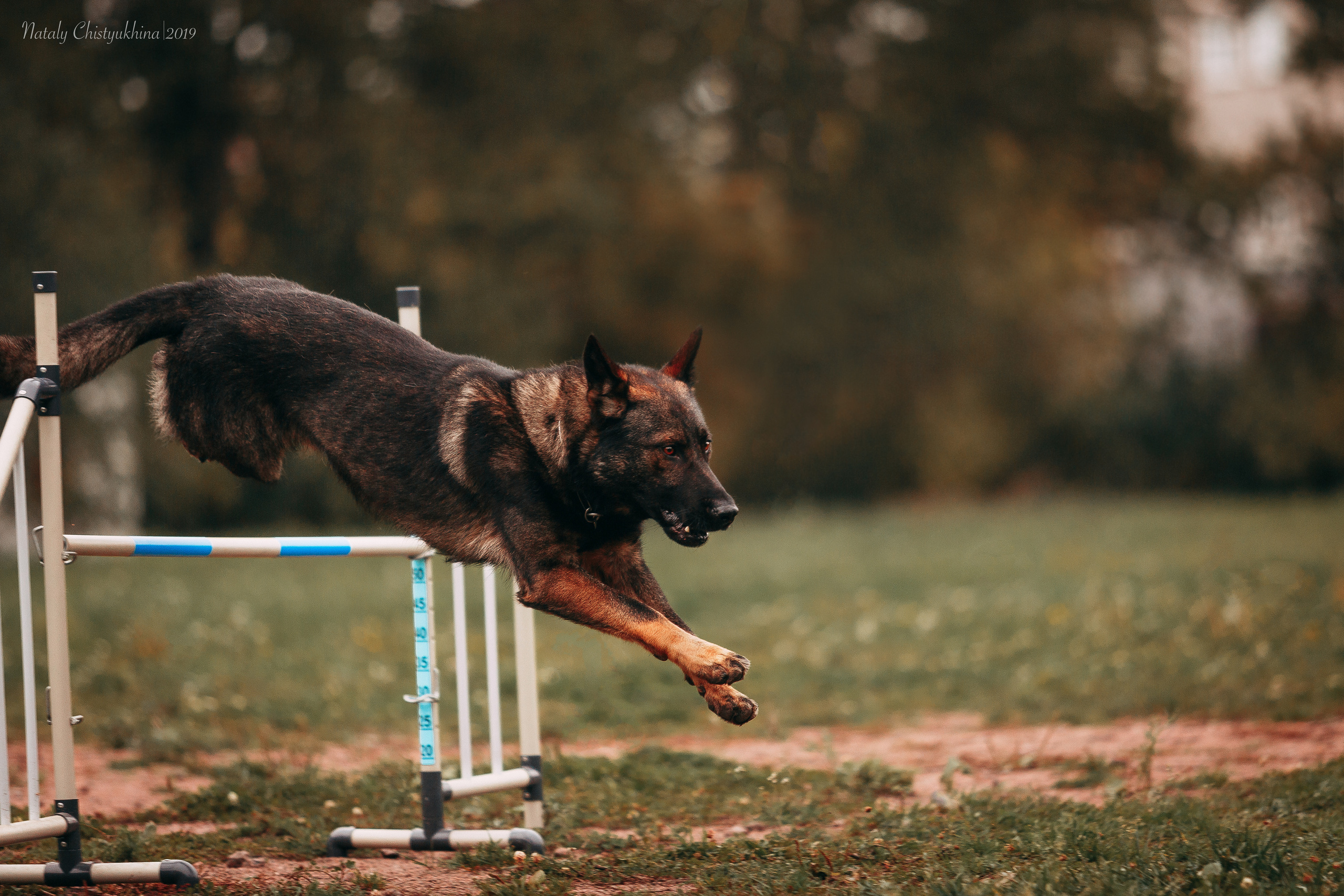 Соревнования «Петровская осень». Фотограф-анималист Наталия Чистюхина в г. Сосновый Бор и ЛО