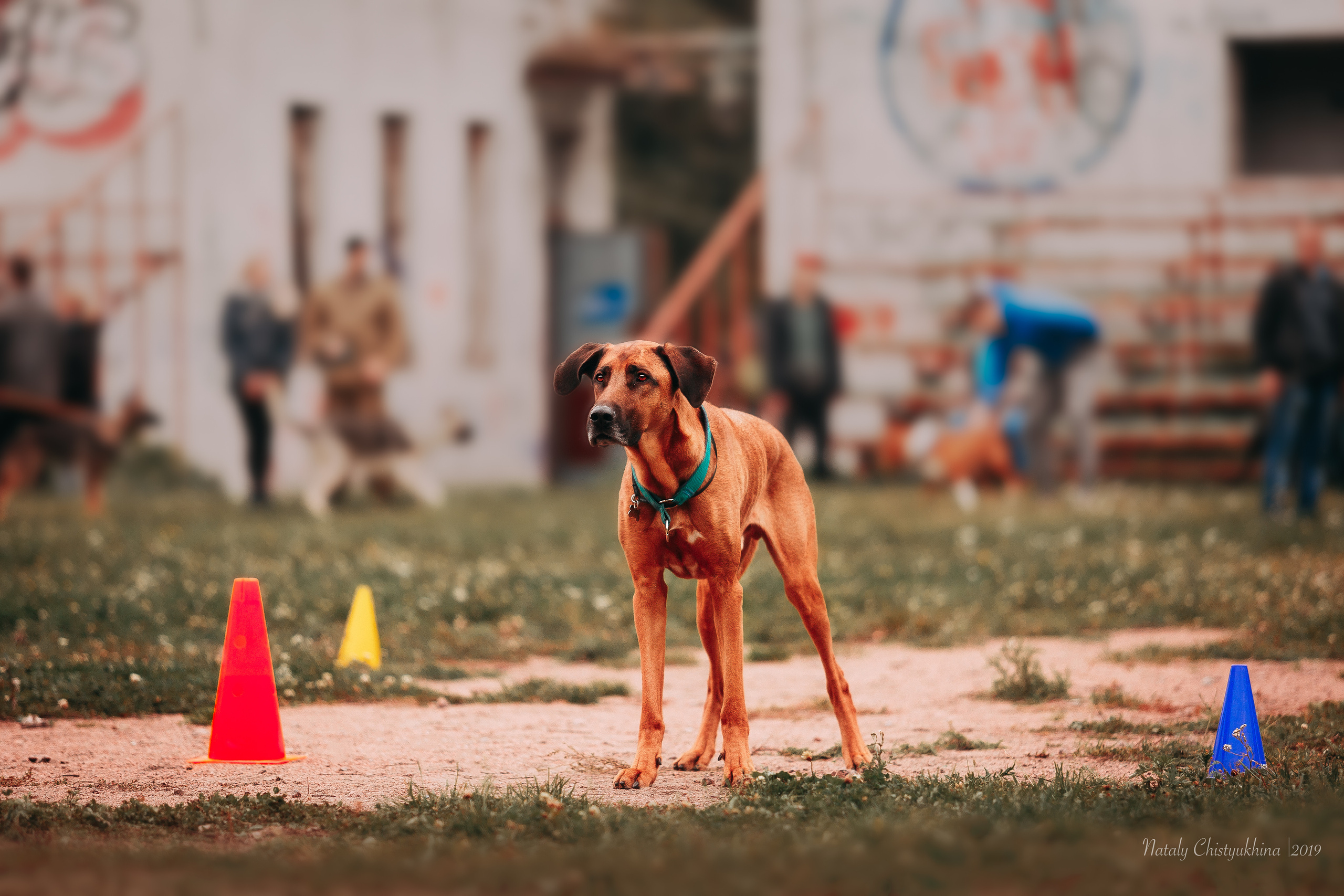 Соревнования «Петровская осень». Фотограф-анималист Наталия Чистюхина в г. Сосновый Бор и ЛО