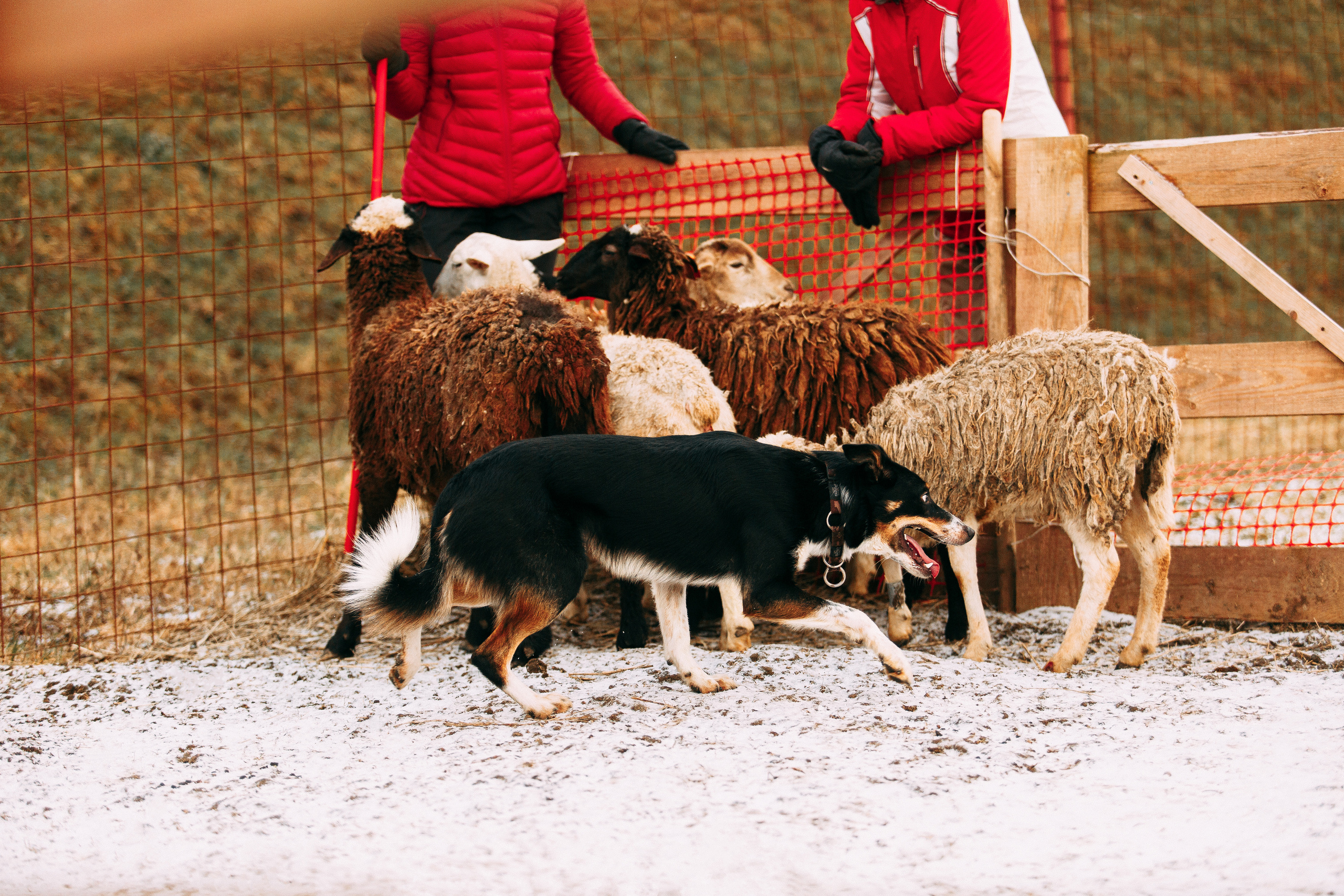 Пастьба овец. Фотограф-анималист Наталия Чистюхина в г. Сосновый Бор и ЛО