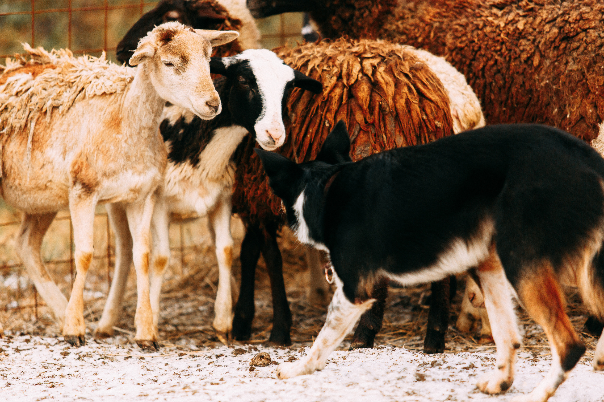 Пастьба овец. Фотограф-анималист Наталия Чистюхина в г. Сосновый Бор и ЛО