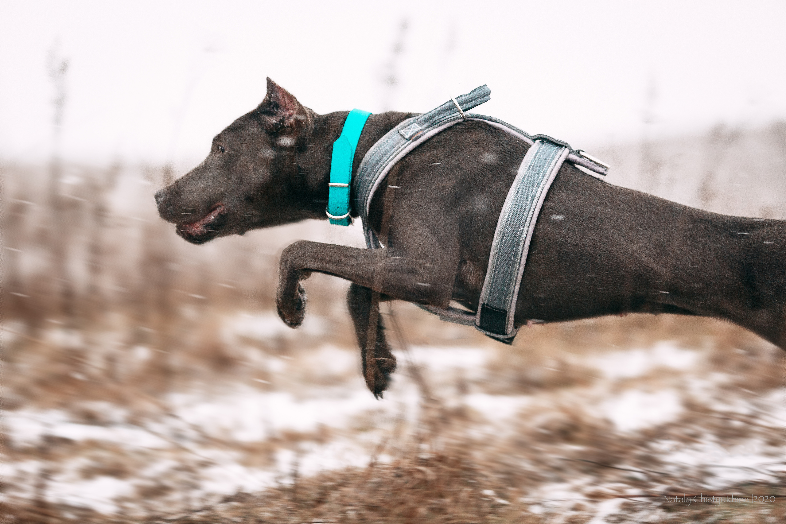 Курсинг. Колтуши. Фотограф-анималист Наталия Чистюхина в г. Сосновый Бор и ЛО
