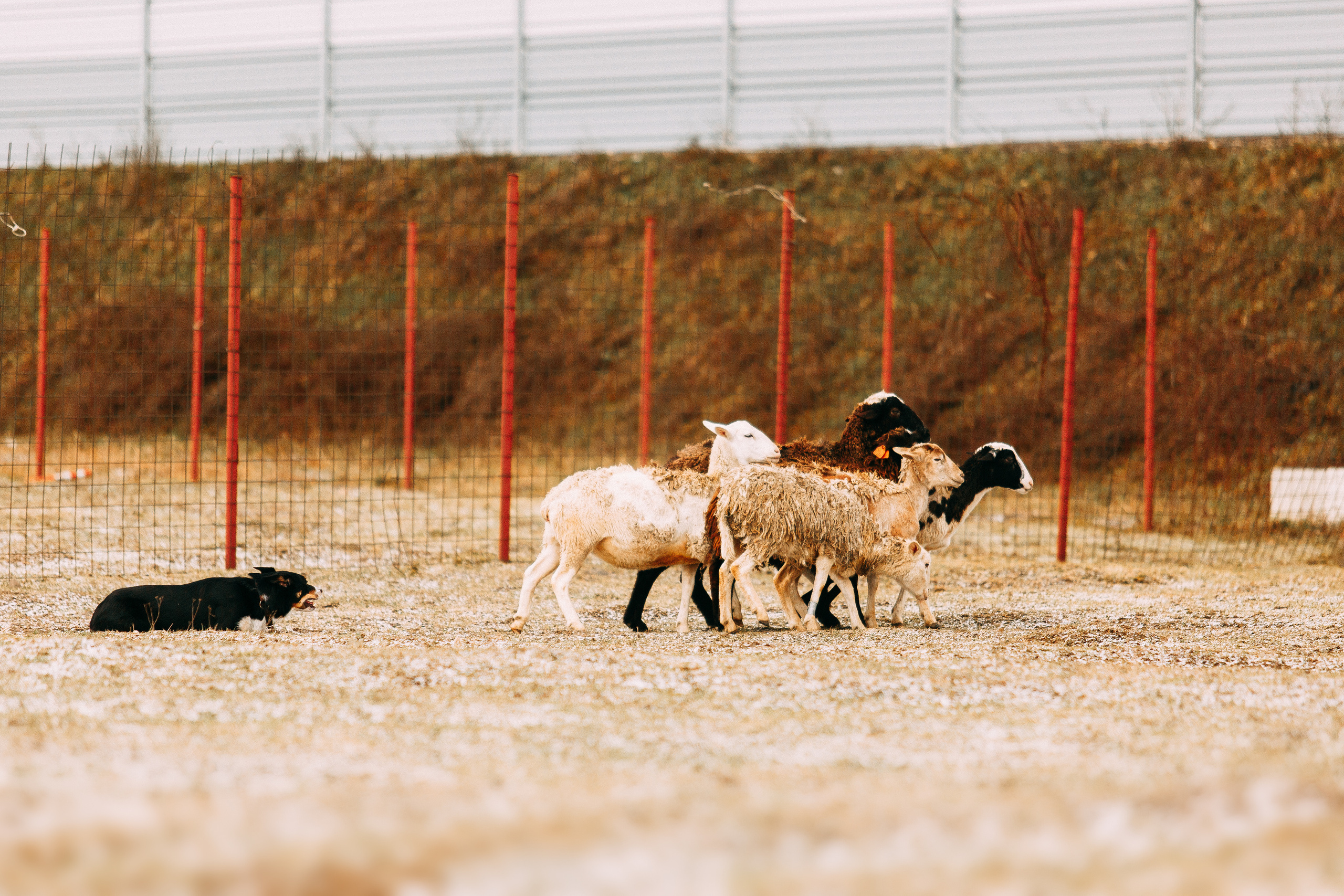 Пастьба овец. Фотограф-анималист Наталия Чистюхина в г. Сосновый Бор и ЛО
