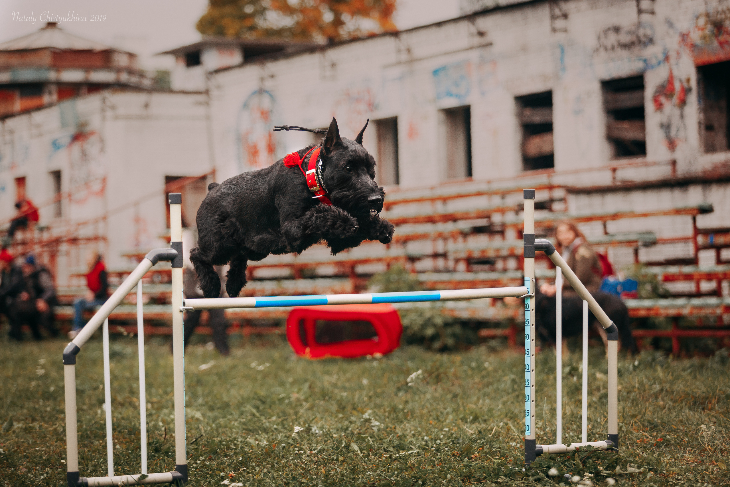 Соревнования «Петровская осень». Фотограф-анималист Наталия Чистюхина в г. Сосновый Бор и ЛО