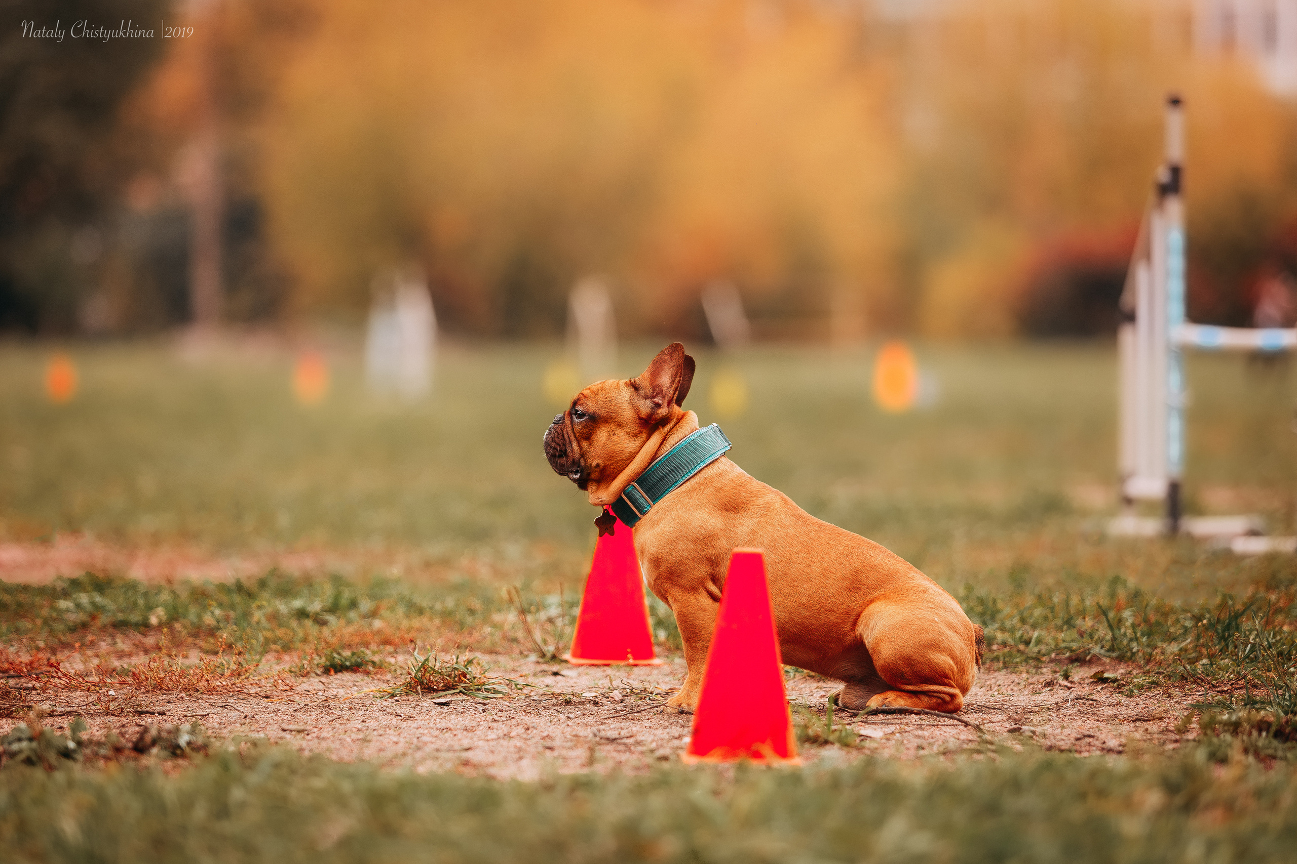 Соревнования «Петровская осень». Фотограф-анималист Наталия Чистюхина в г. Сосновый Бор и ЛО